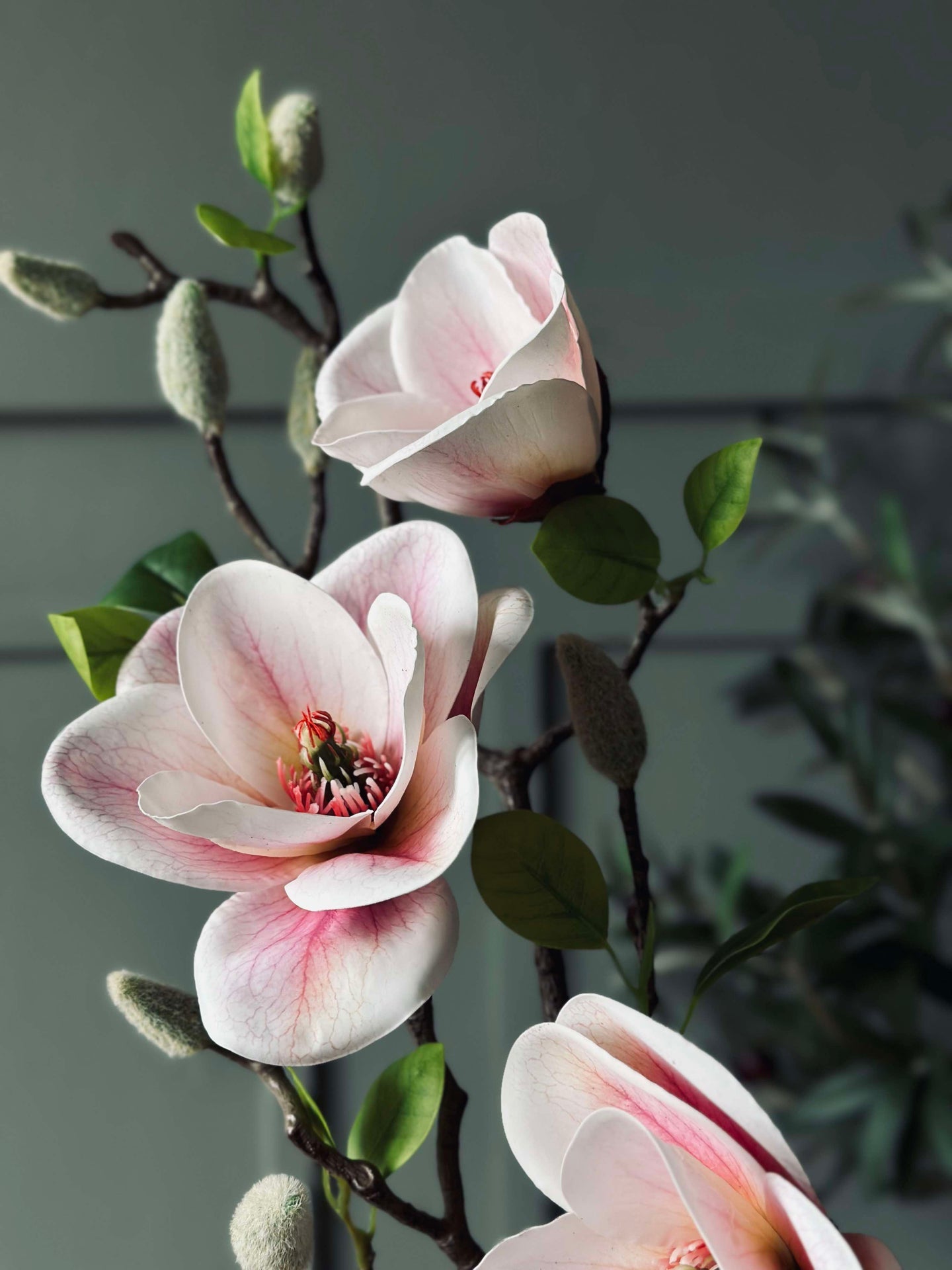 Magnolia Blomst - Rosa