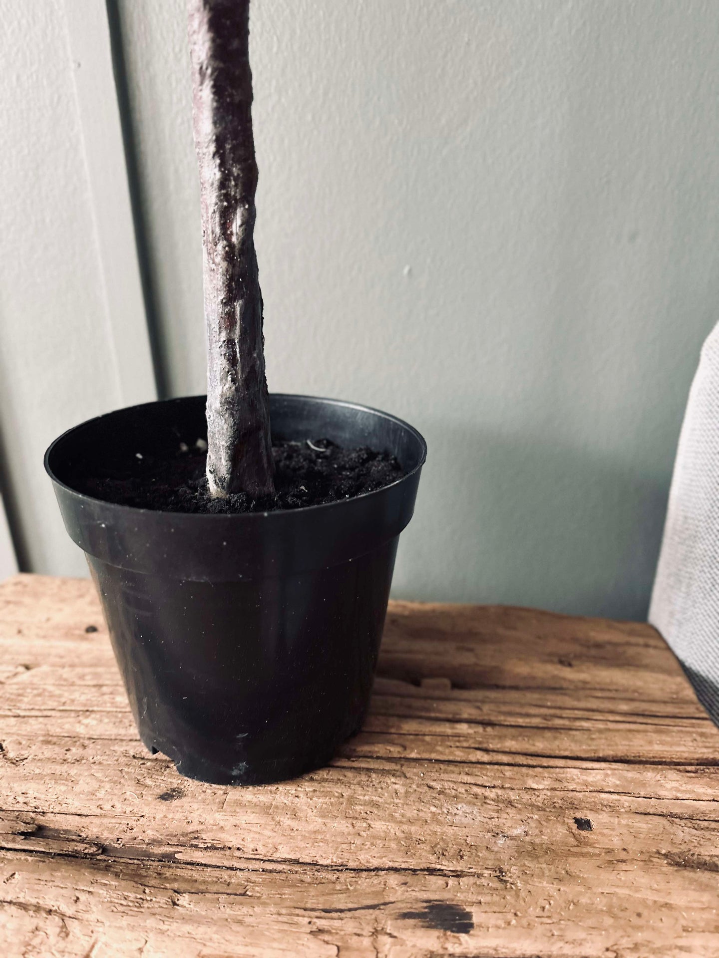 Magnoliatre i potte - 120 cm Hvit