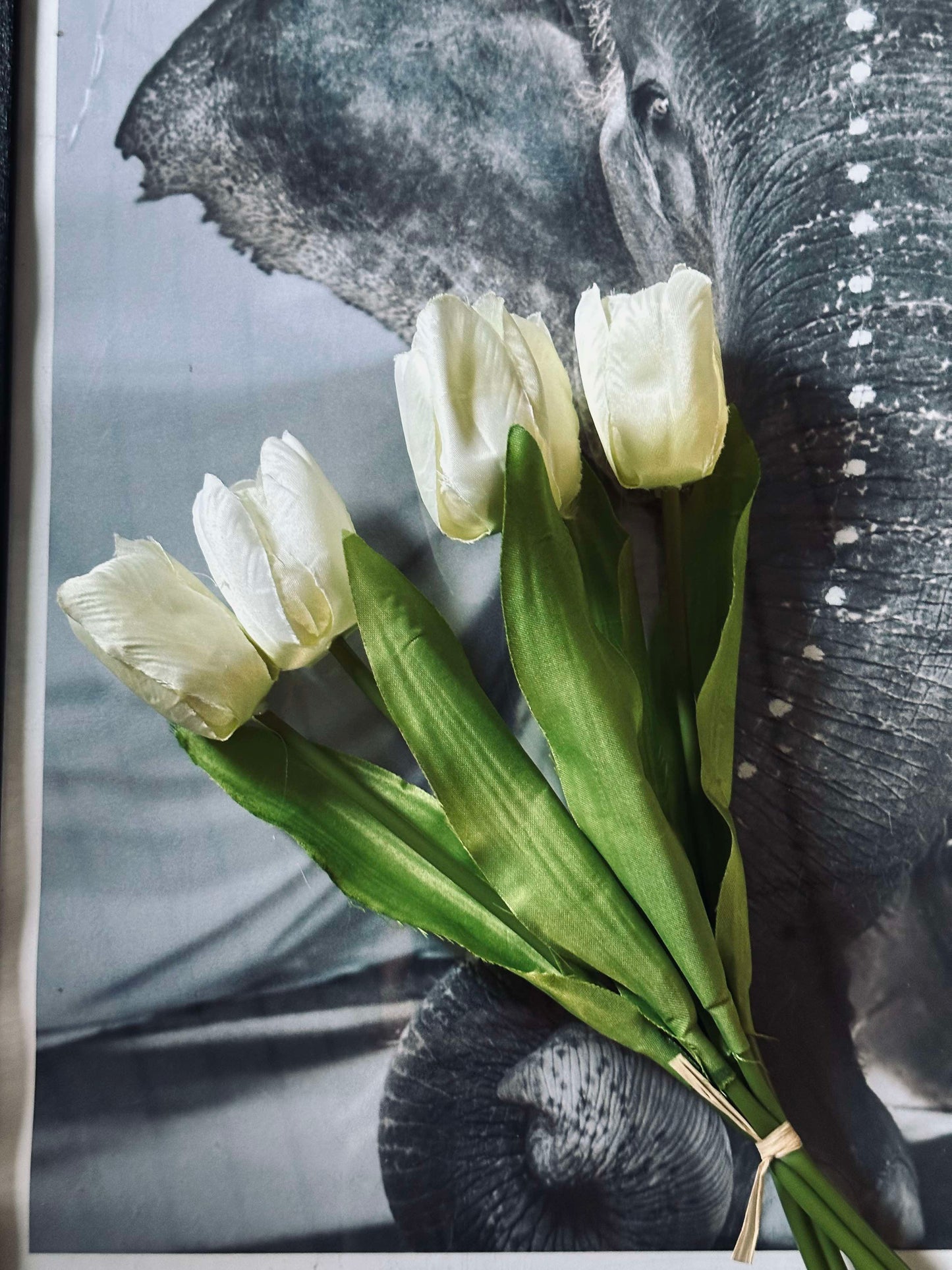 Hvite Tulipaner