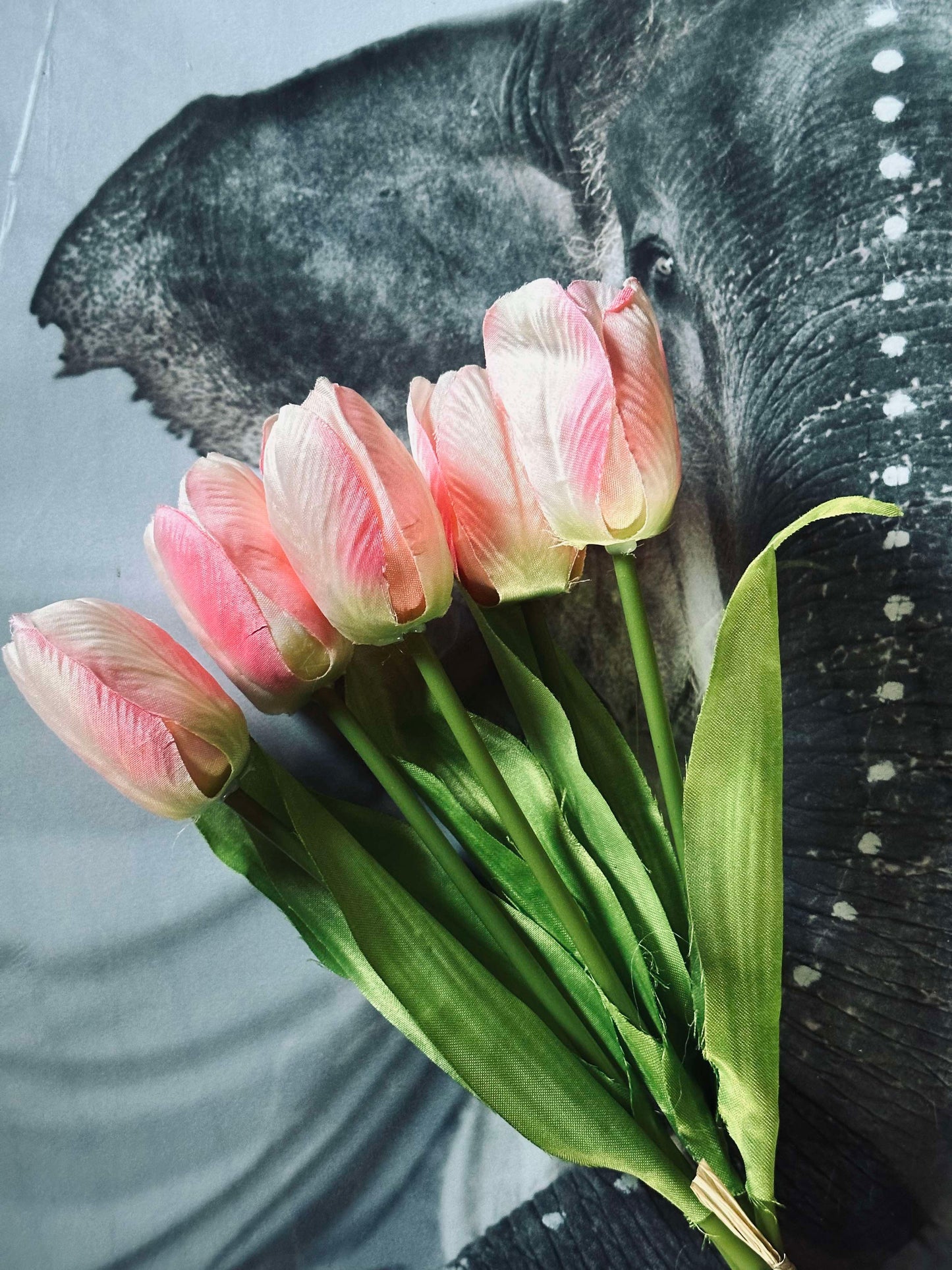 Rosa Tulipaner