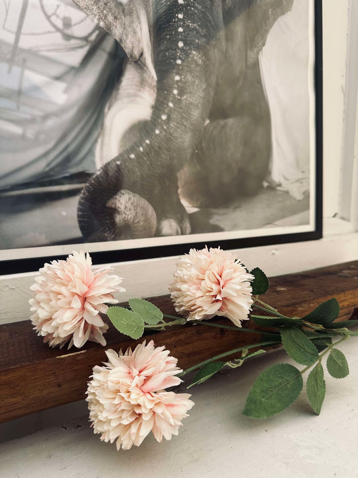Blomst Peach rose