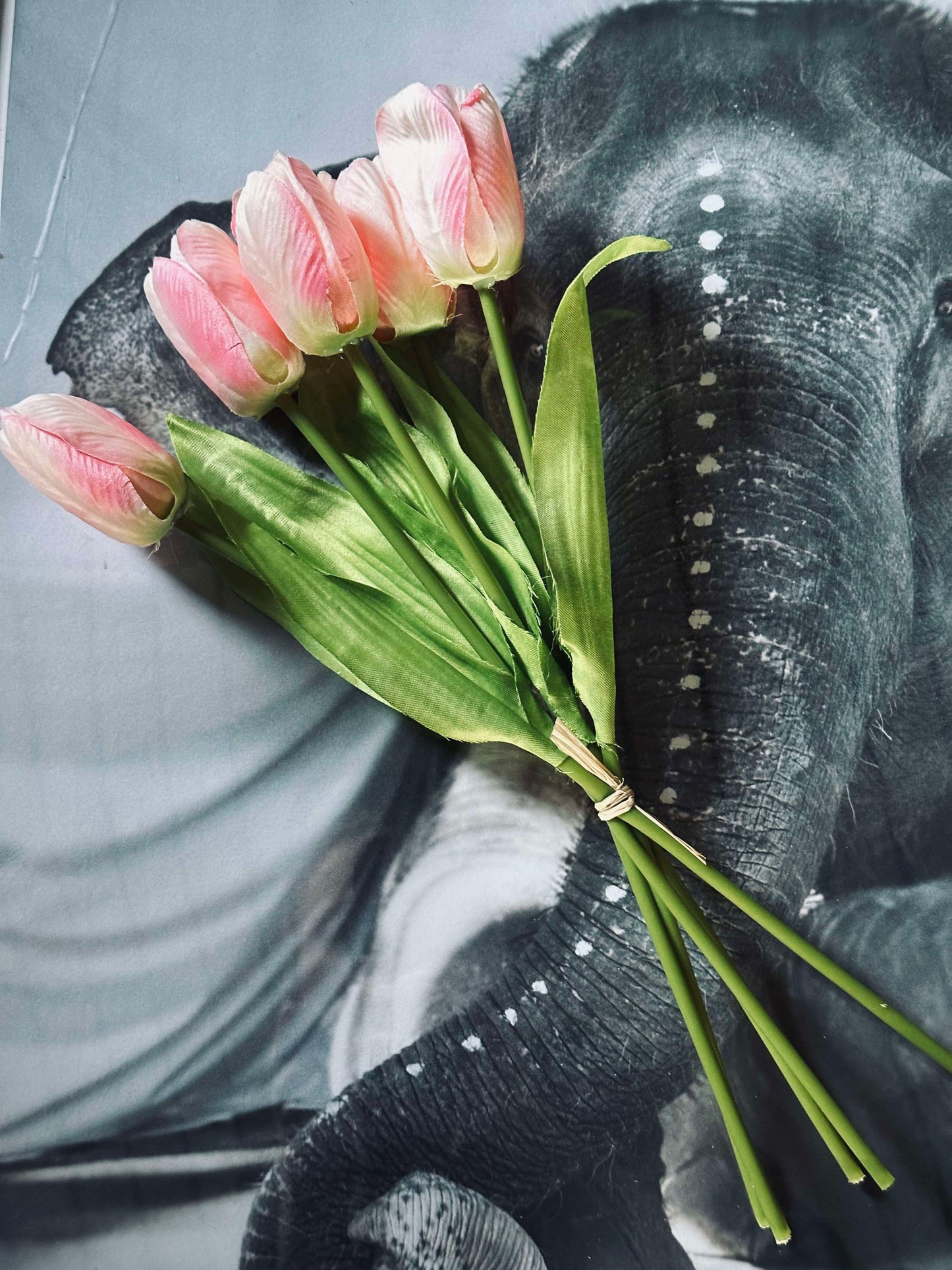 Rosa Tulipaner