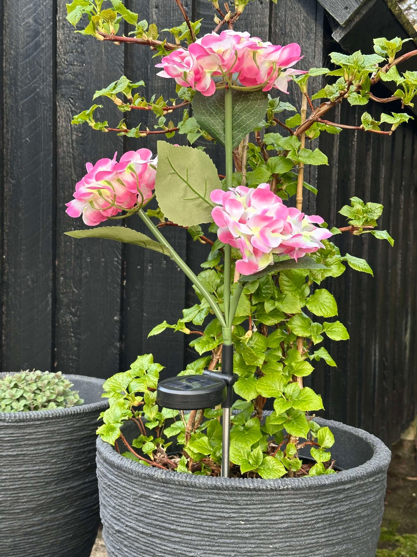 Hortensia med solceller – Lys rosa