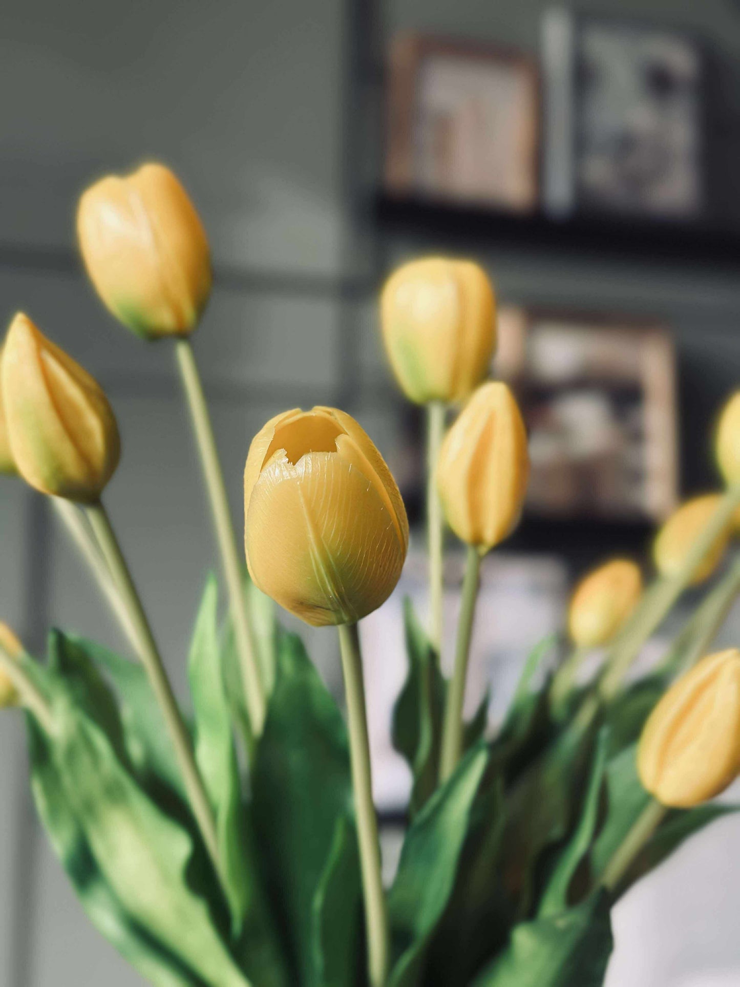 Tulipaner – Flere farger