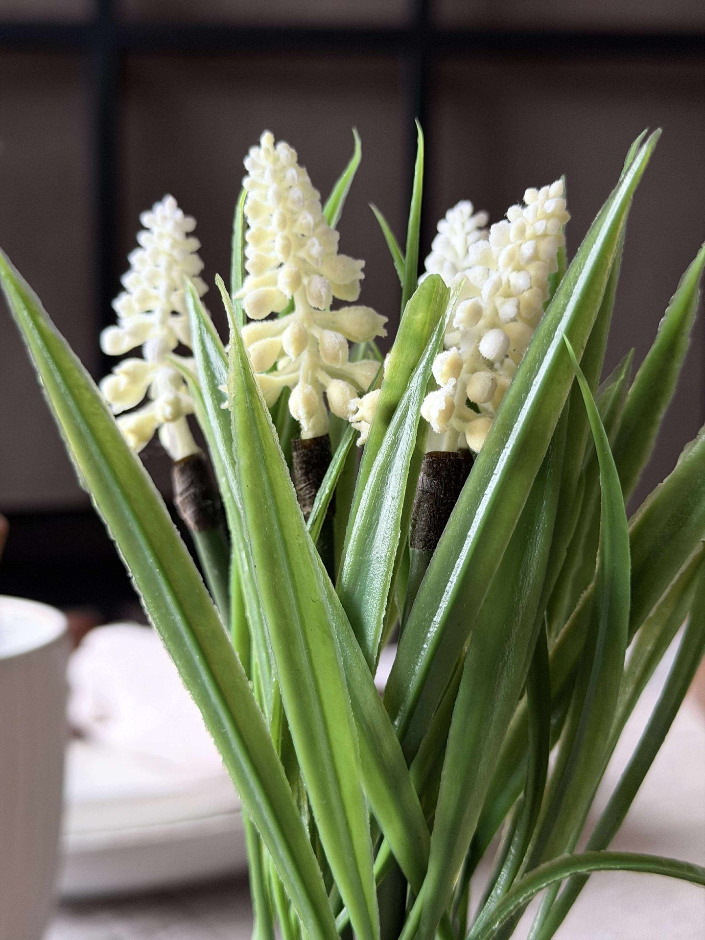 Perlehyasint moskule - Hvit