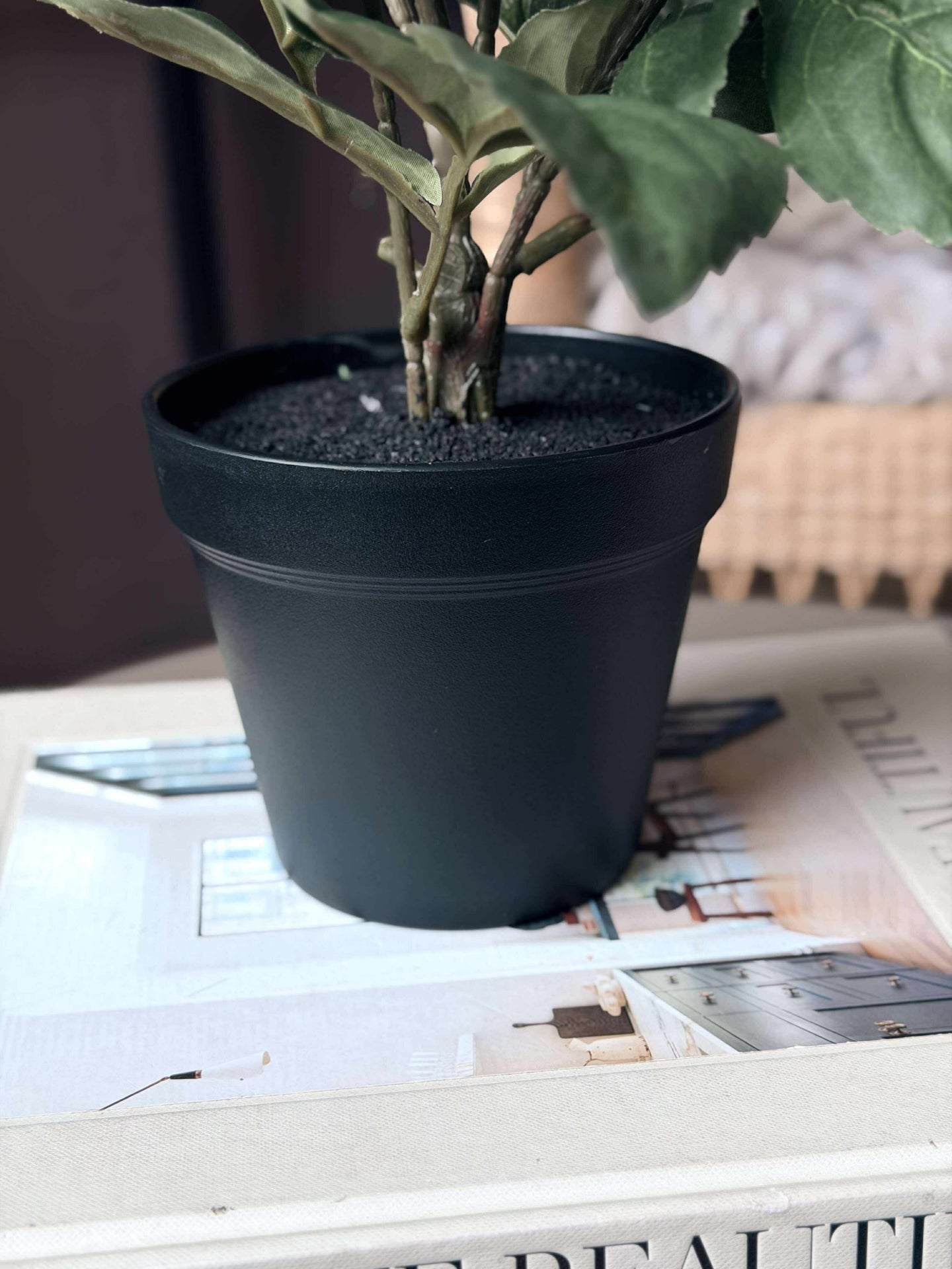 Dahlia i potte - Hvit