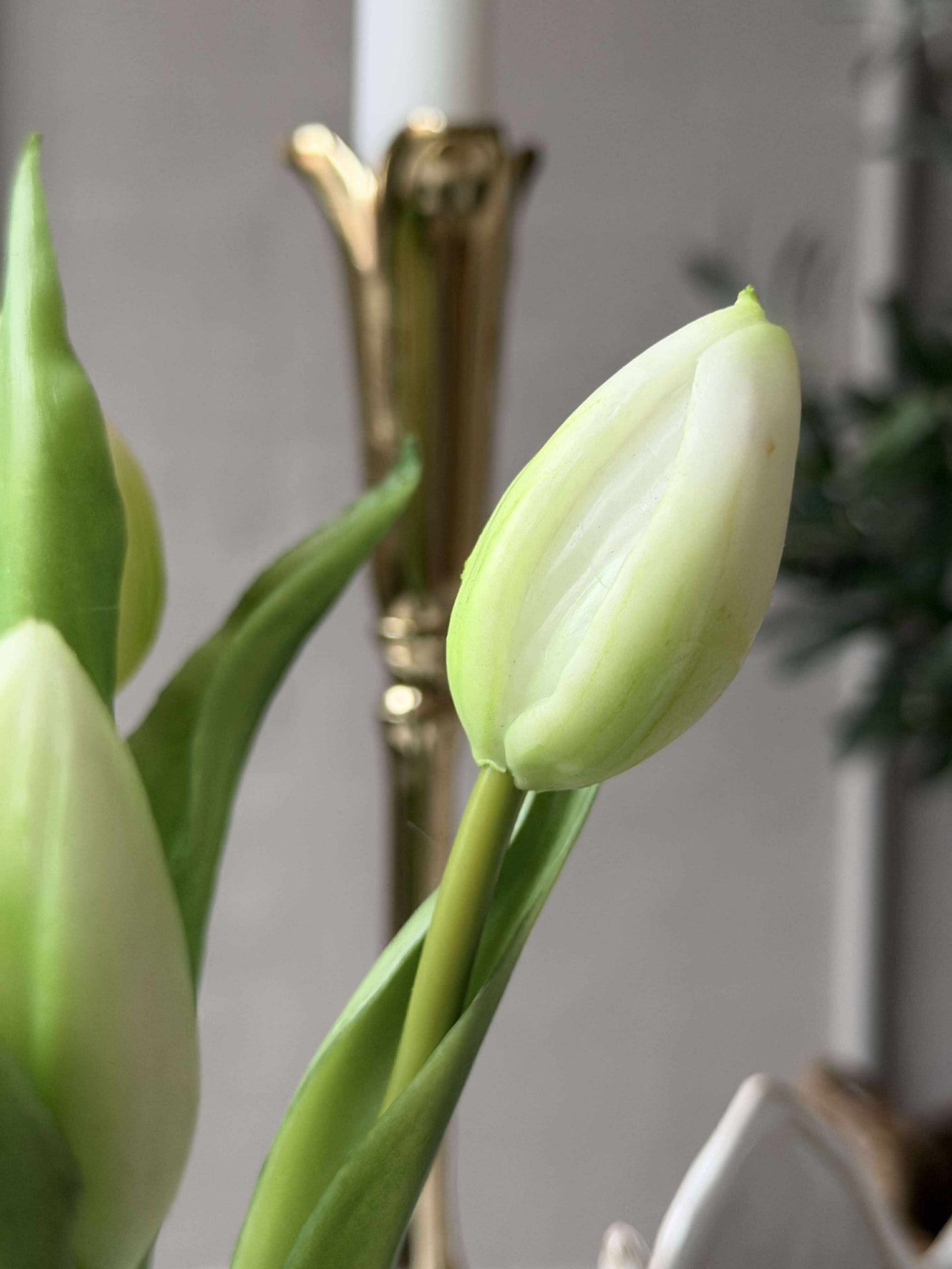 Tulipan i potte - Hvit