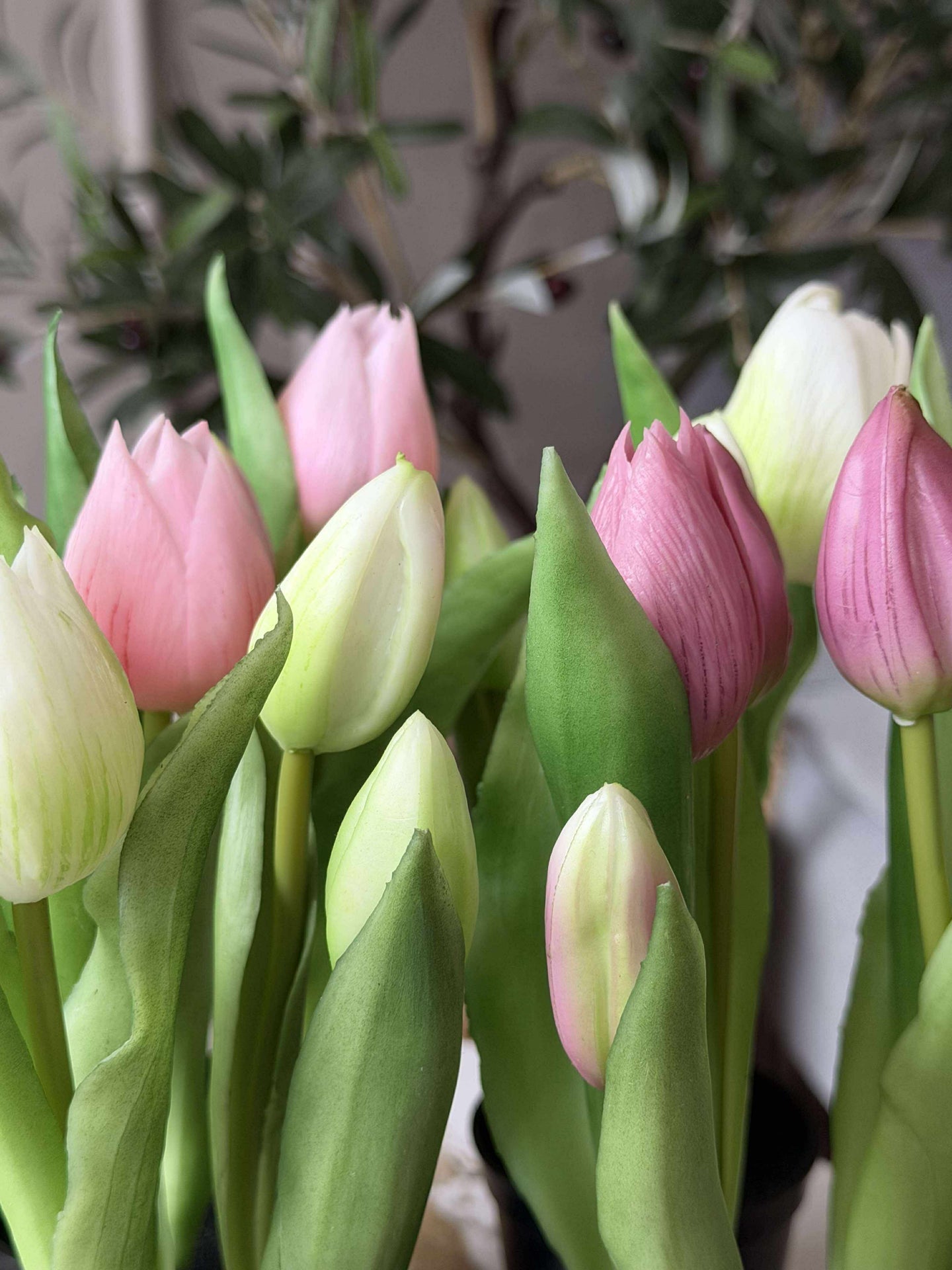 Tulipan i potte - Mørk rosa