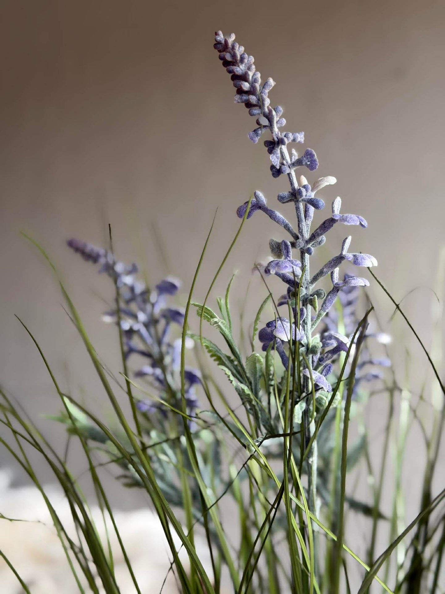 Lavendel i bukett til inne og ute - 70 cm
