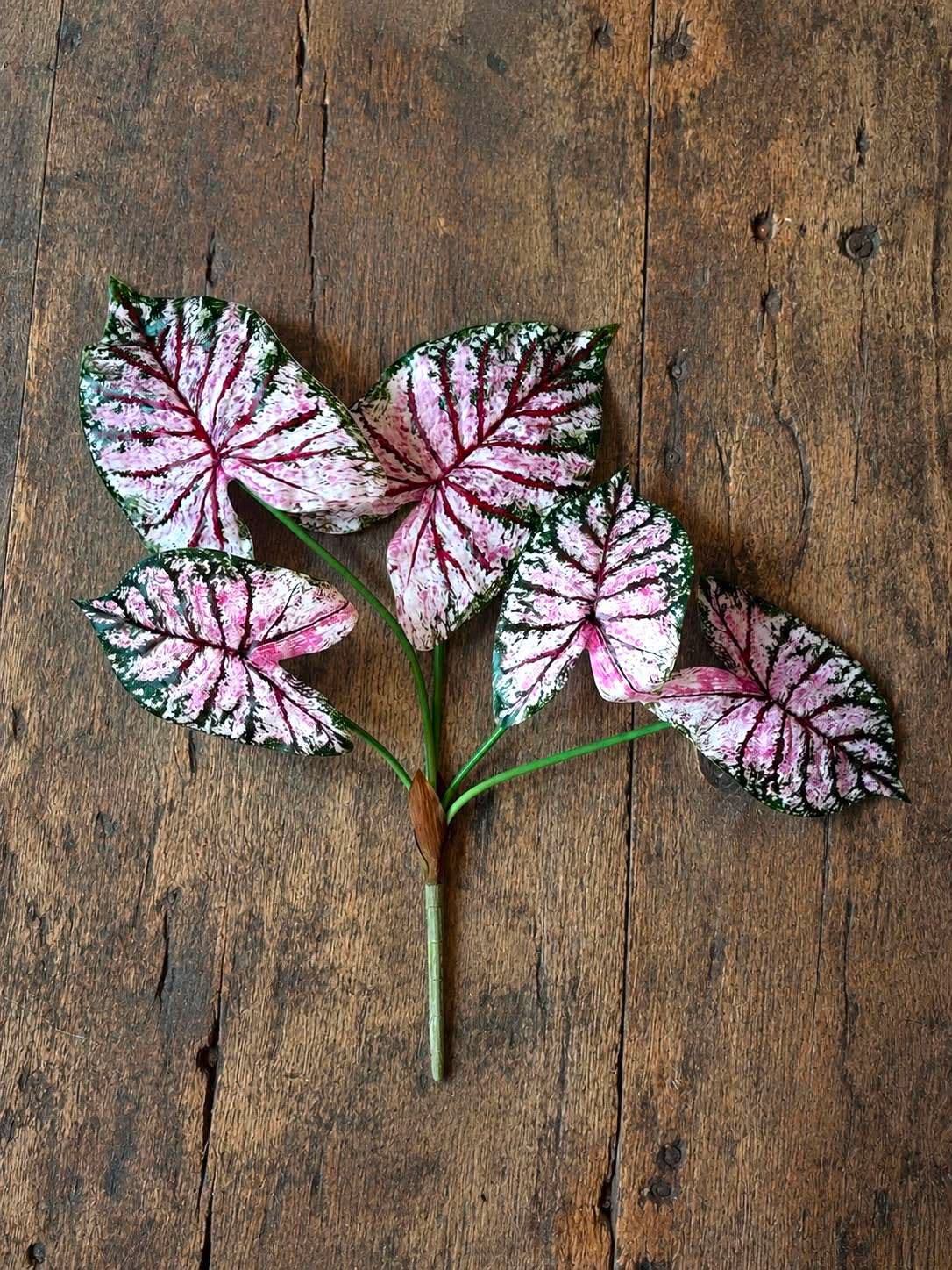 Plante Caladium H:67 cm Rosa/Grønn