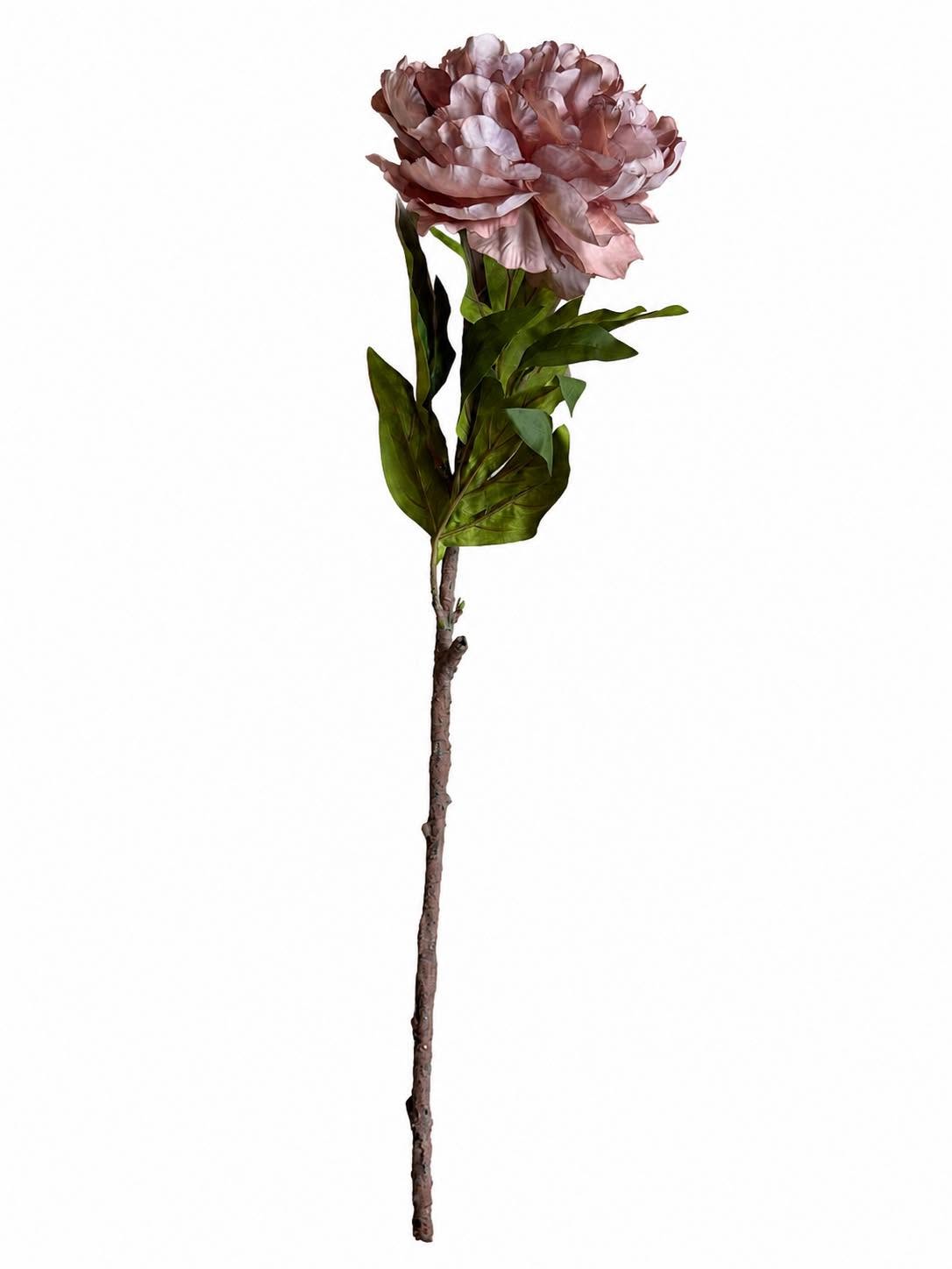 Pion - Dusty rose