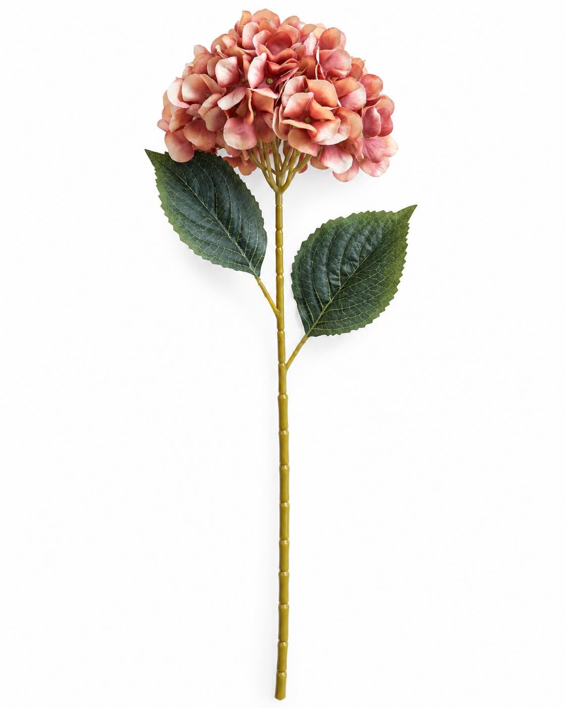 Hortensia brente farger - Mix