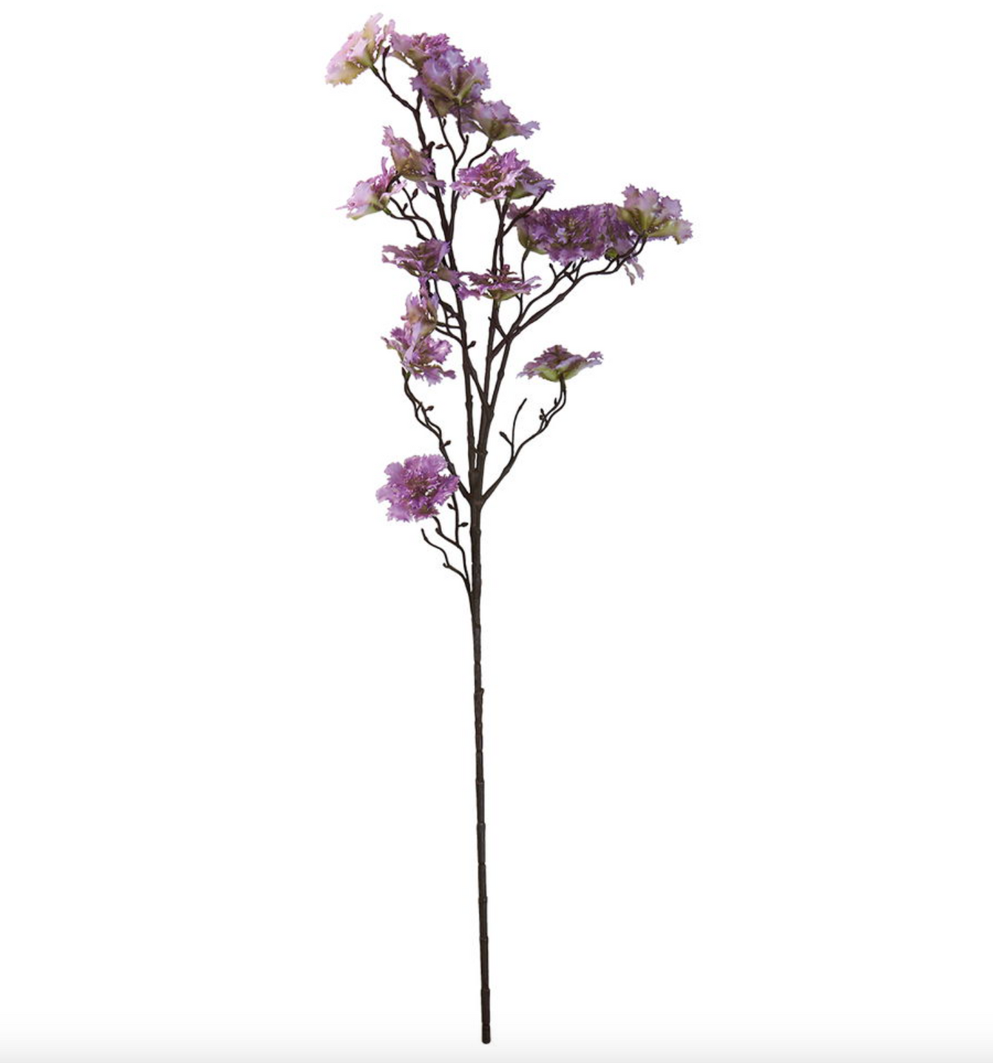 Blomst nellike