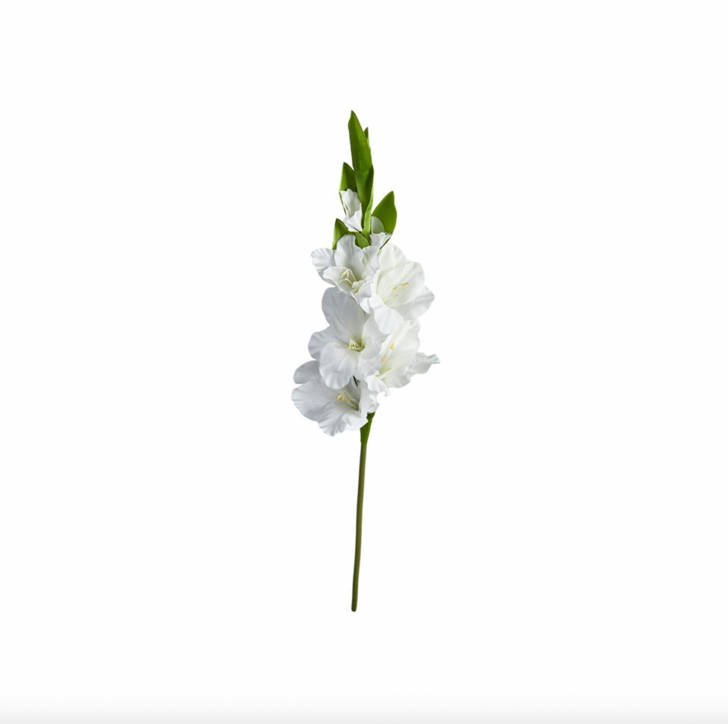Gladiolus stilk