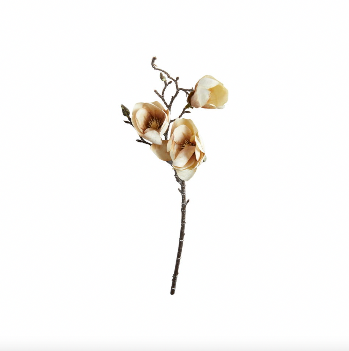 Magnolia gren