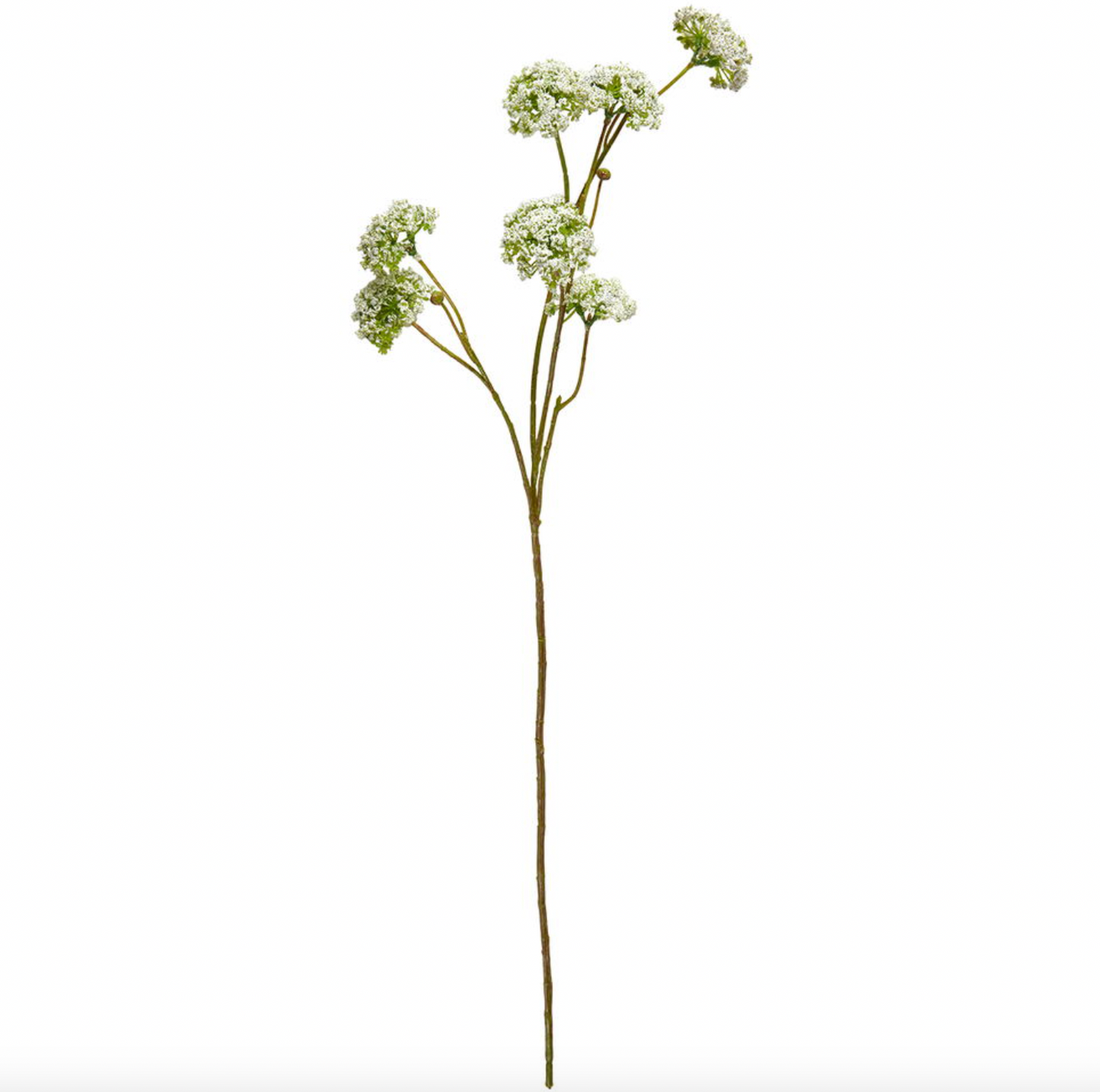 Wild flower stilk