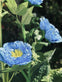 Blomst med solceller – Blå - VIAMAJA.DK