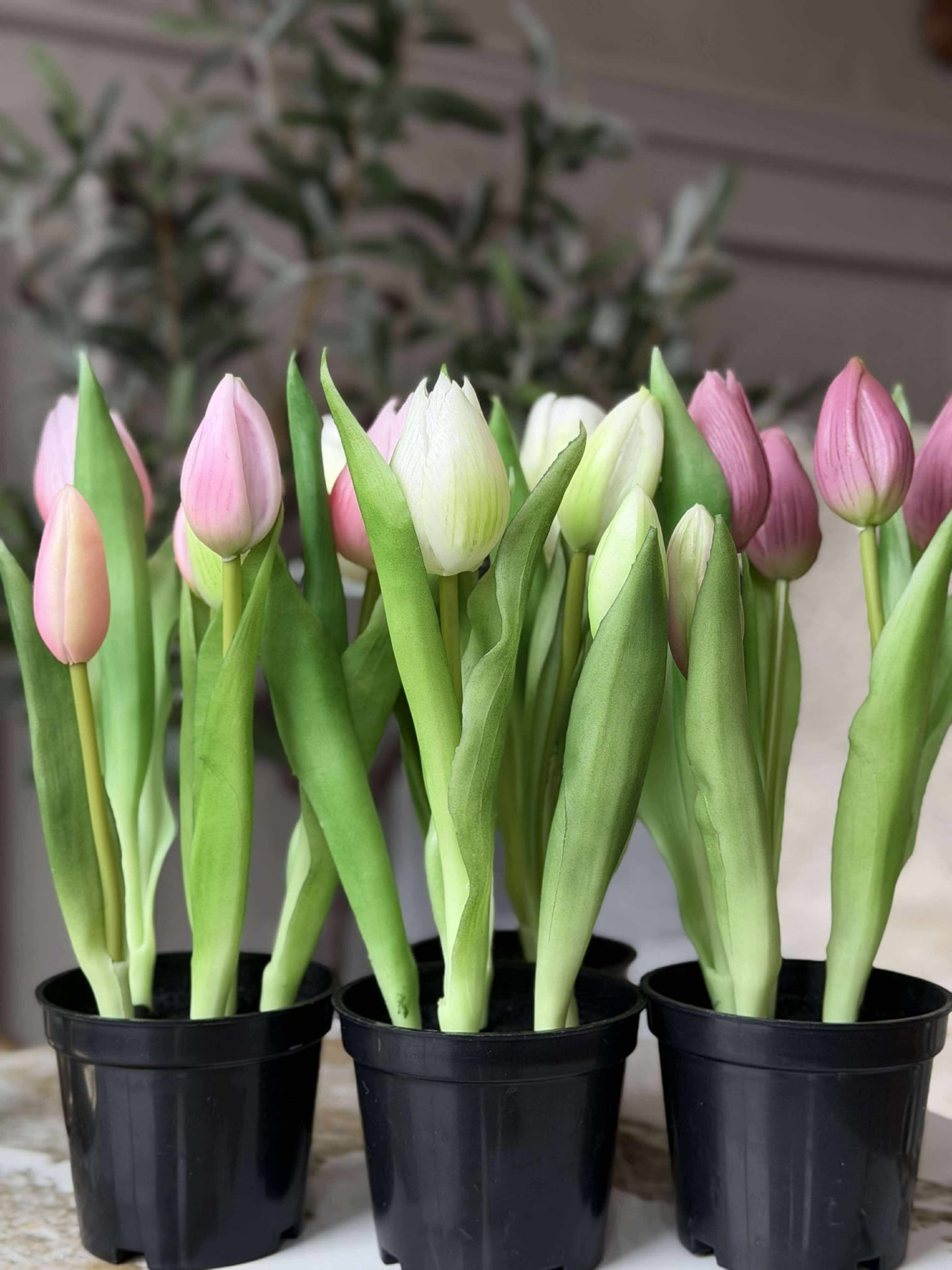 Tulipan i potte - Rosa