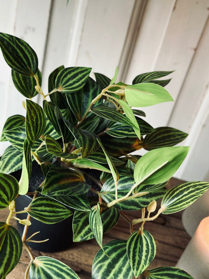 Hængeplante – Green No.1 - VIAMAJA.DK