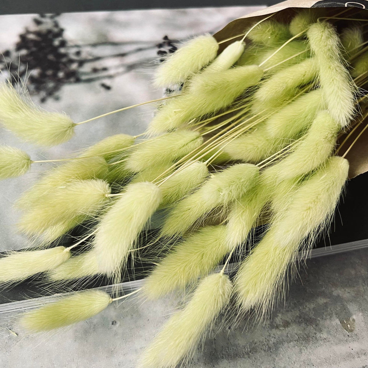 Lagurus - Lime - VIAMAJA.DK