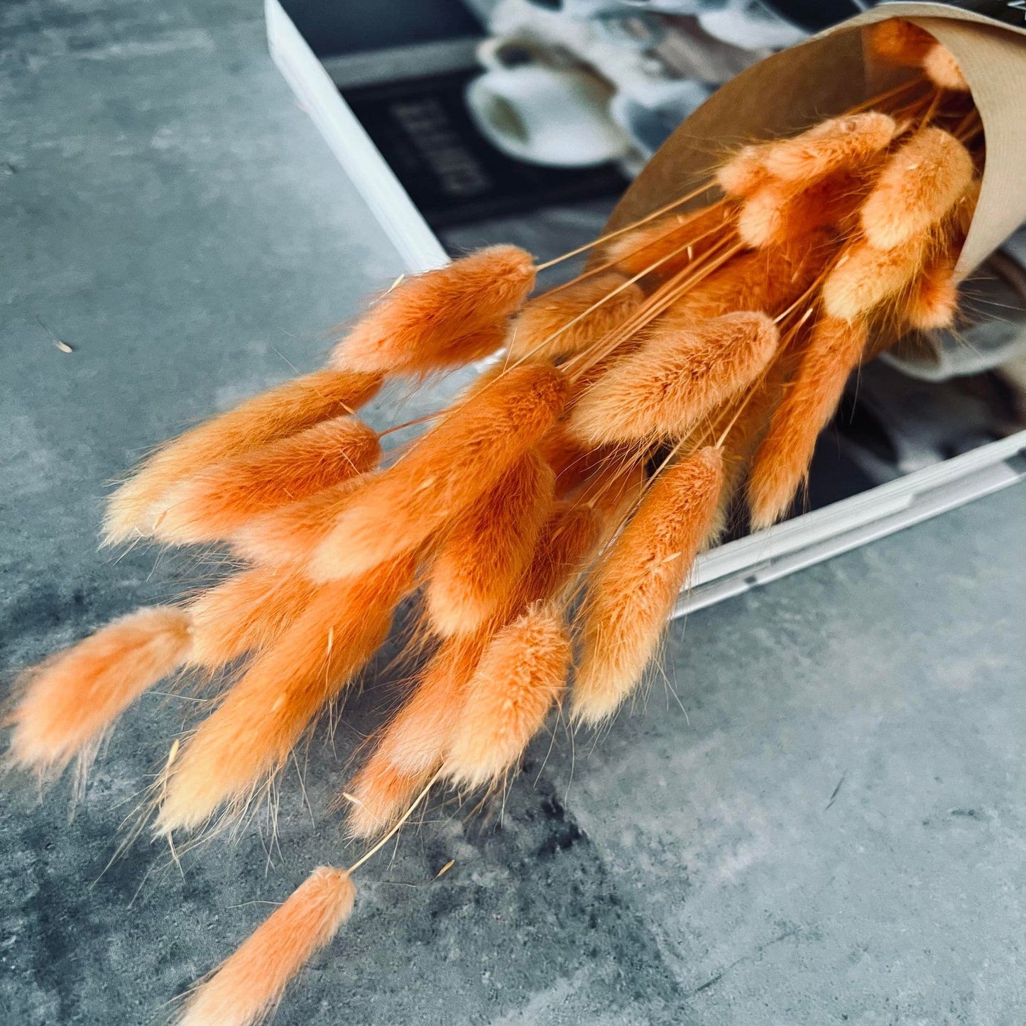 Lagurus Orange - VIAMAJA.DK
