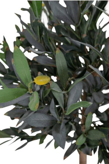 Oliventræ 120cm - VIAMAJA.DK