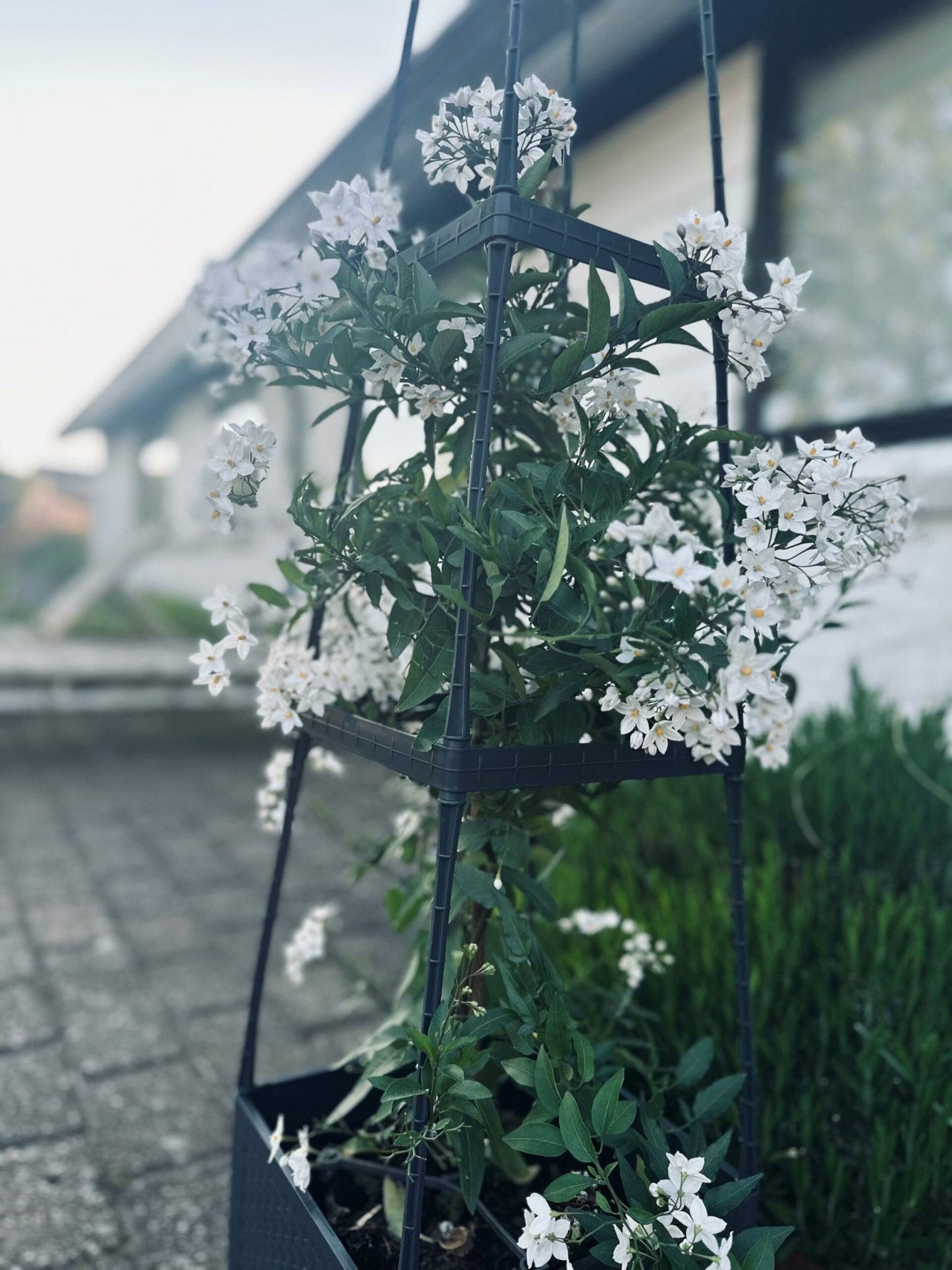Plantetårn til tomater og klatreplanter - VIAMAJA.DK