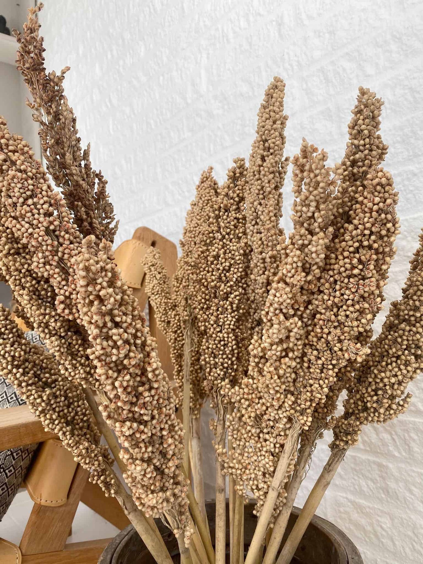 Wild Corn – Sahara – 20stk - VIAMAJA.DK