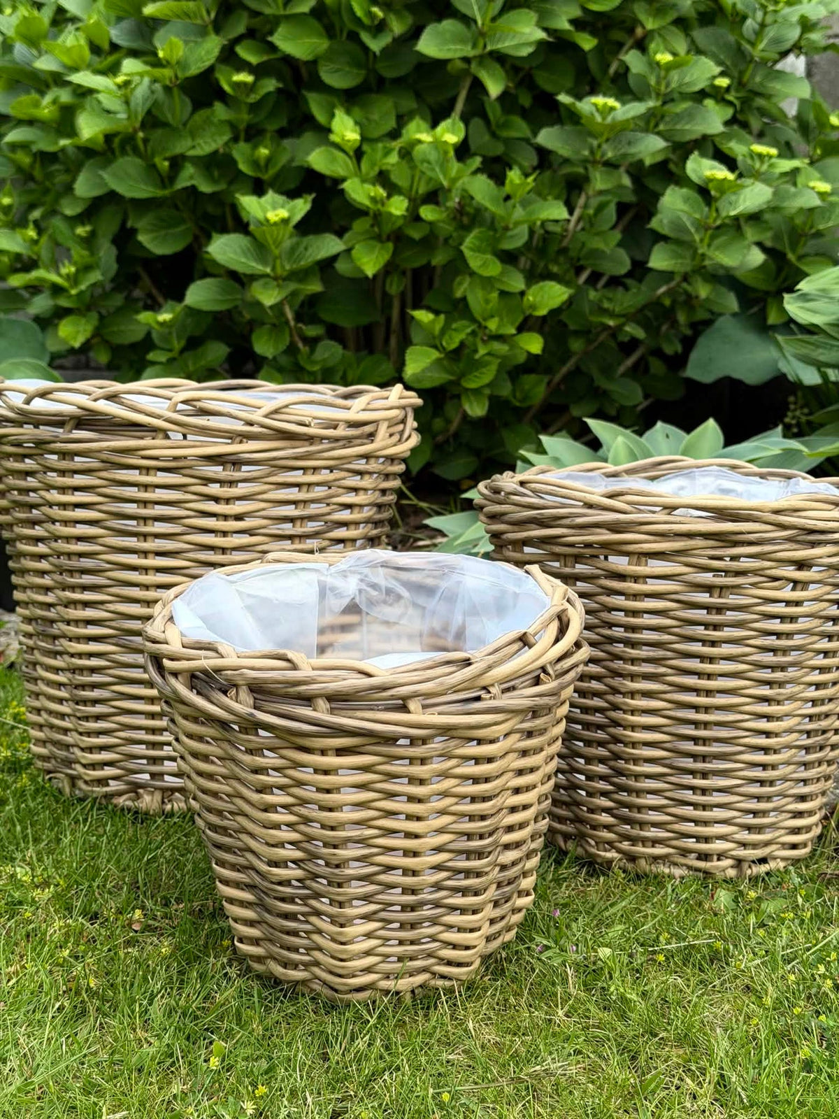 Plantekurver i natur - 3 stk