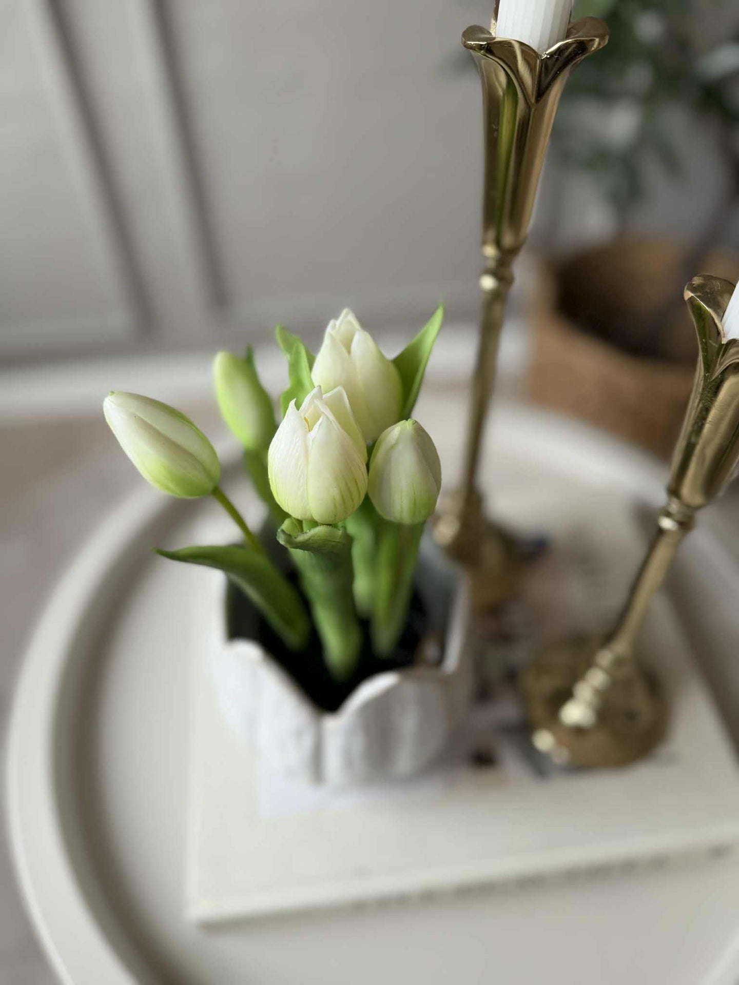 Tulipan i potte - Hvit