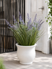 Lavendel i bukett til inne og ute - 70 cm