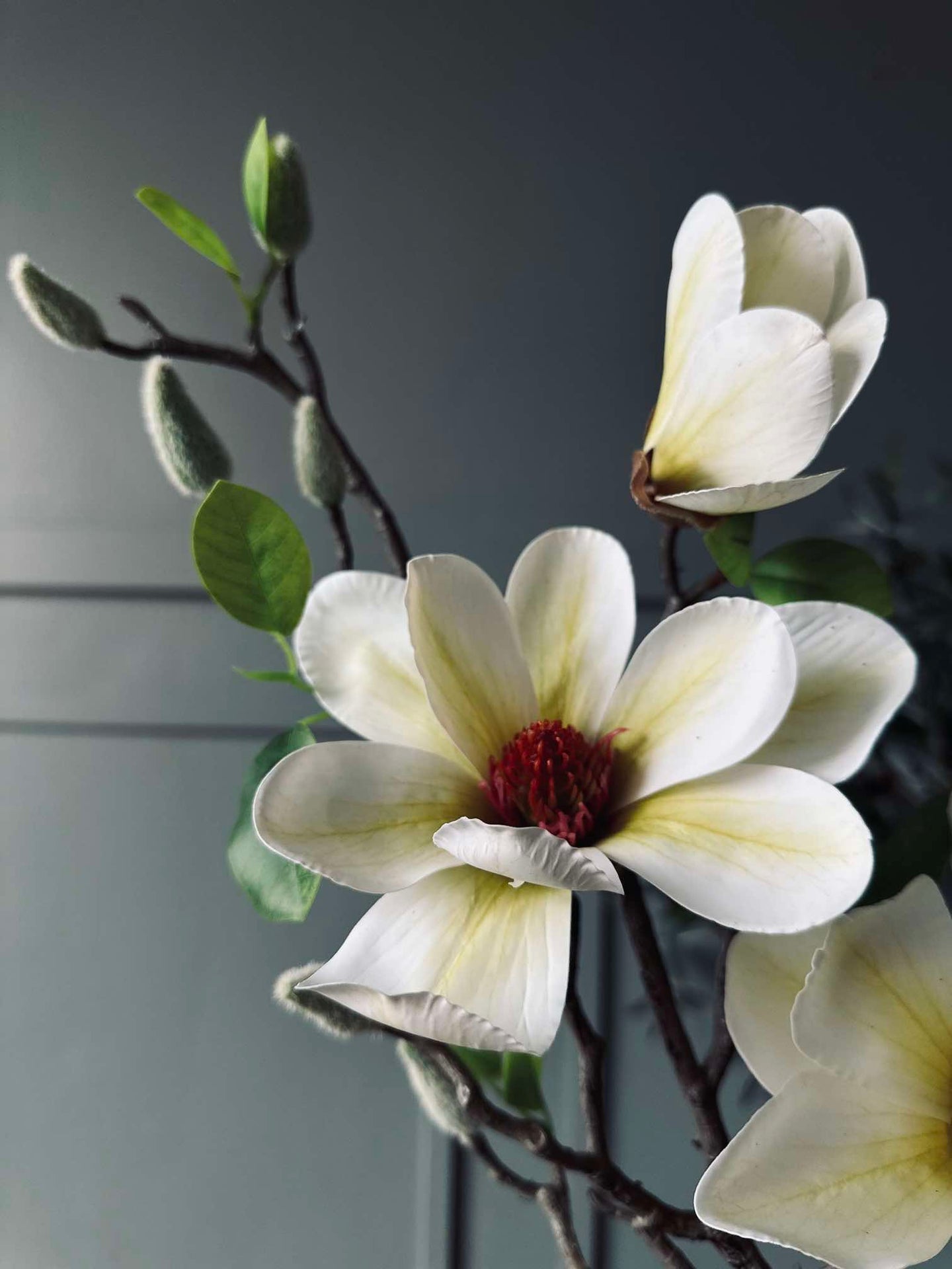 Blomst Magnolia - Hvit