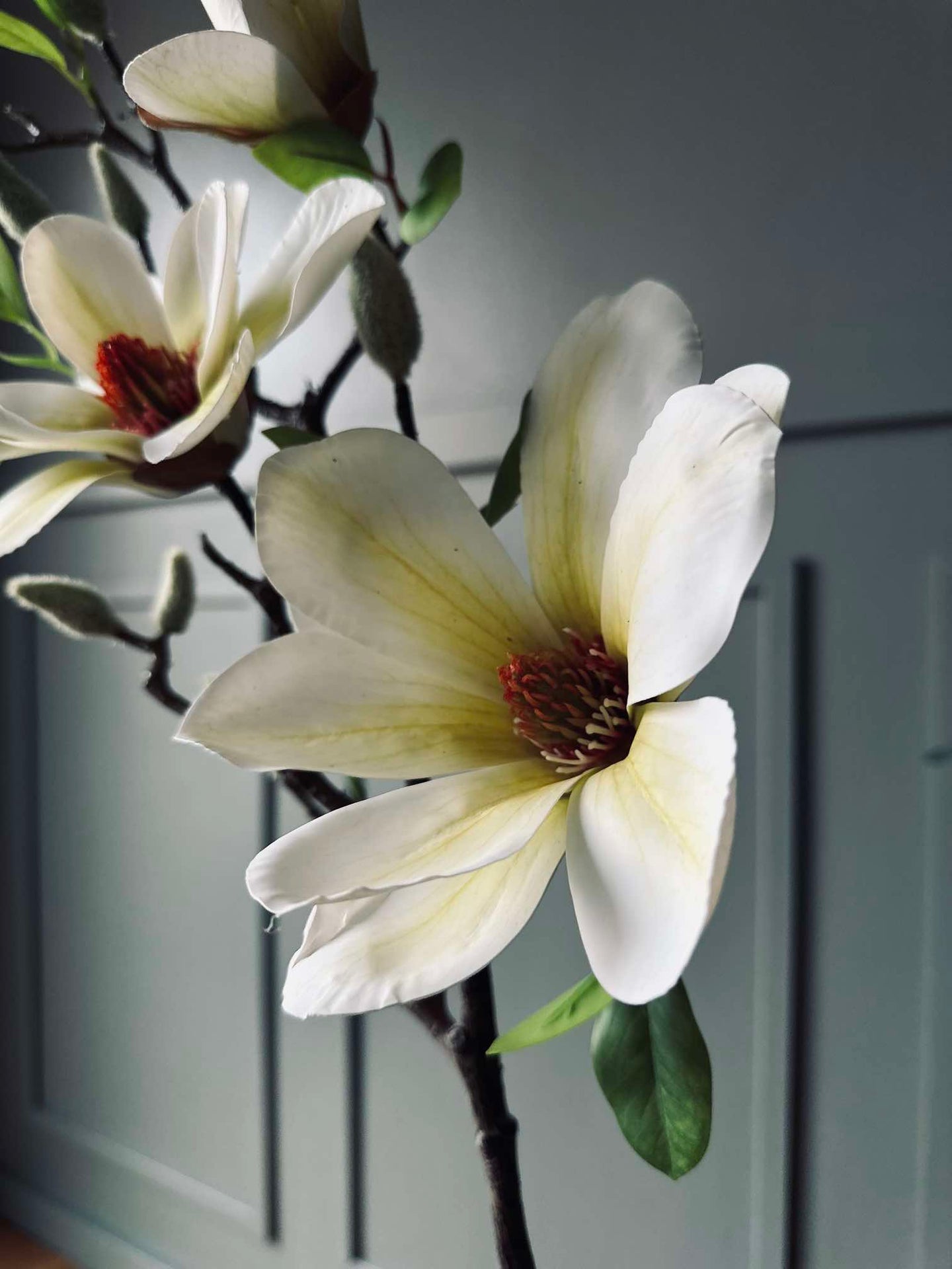 Blomst Magnolia - Hvit