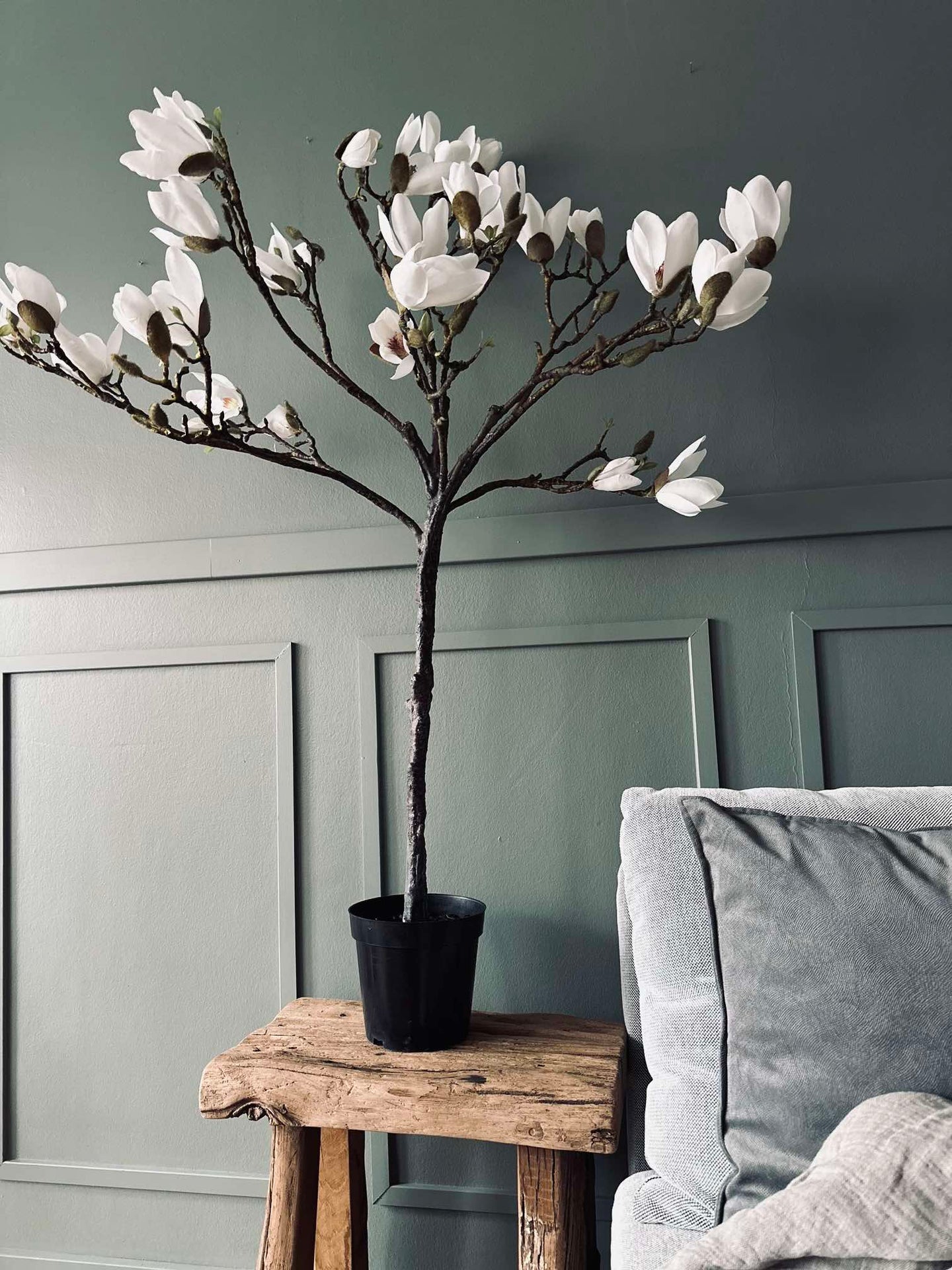Magnoliatre i potte - 120 cm Hvit