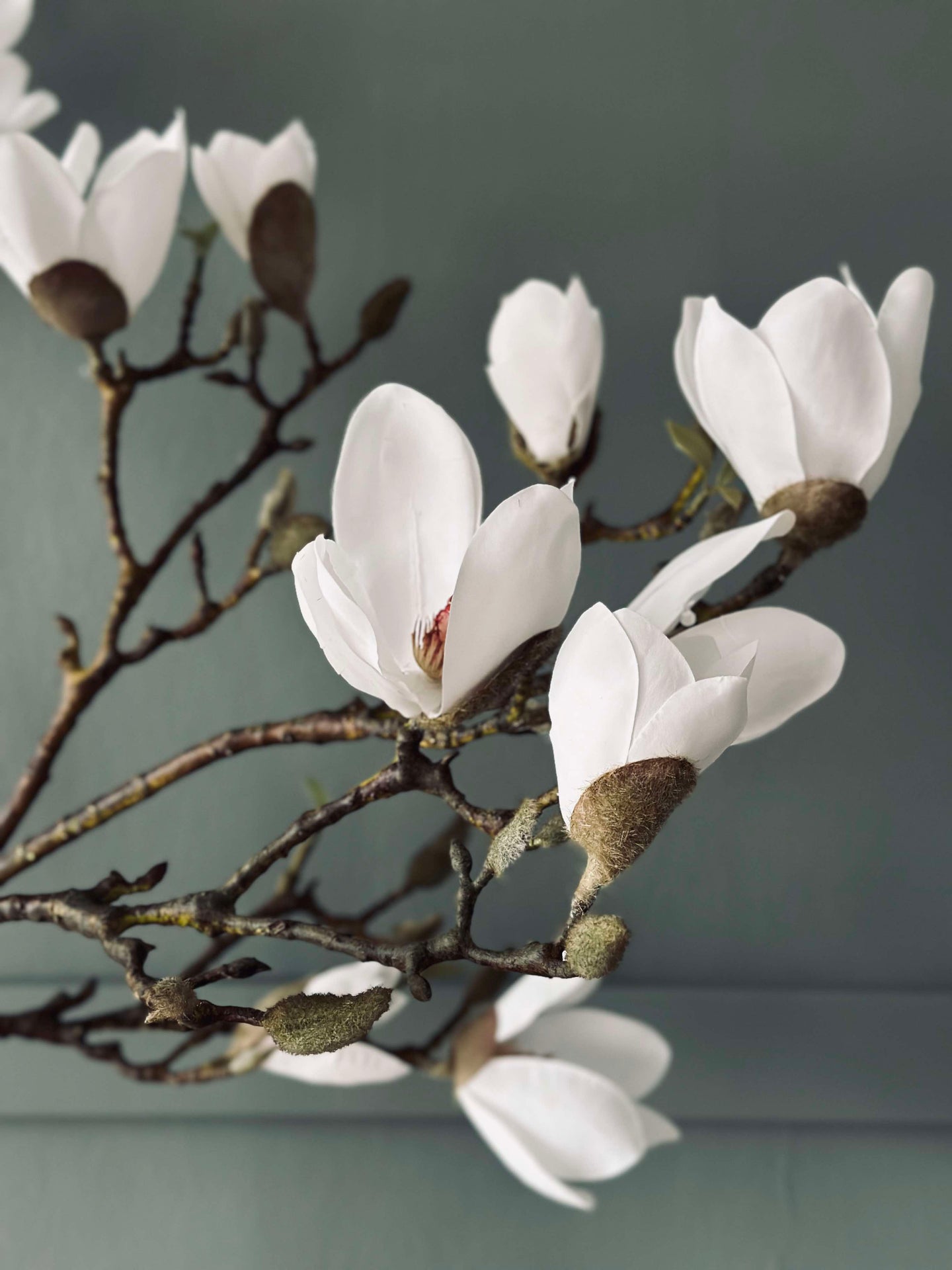 Magnoliatre i potte - 120 cm Hvit