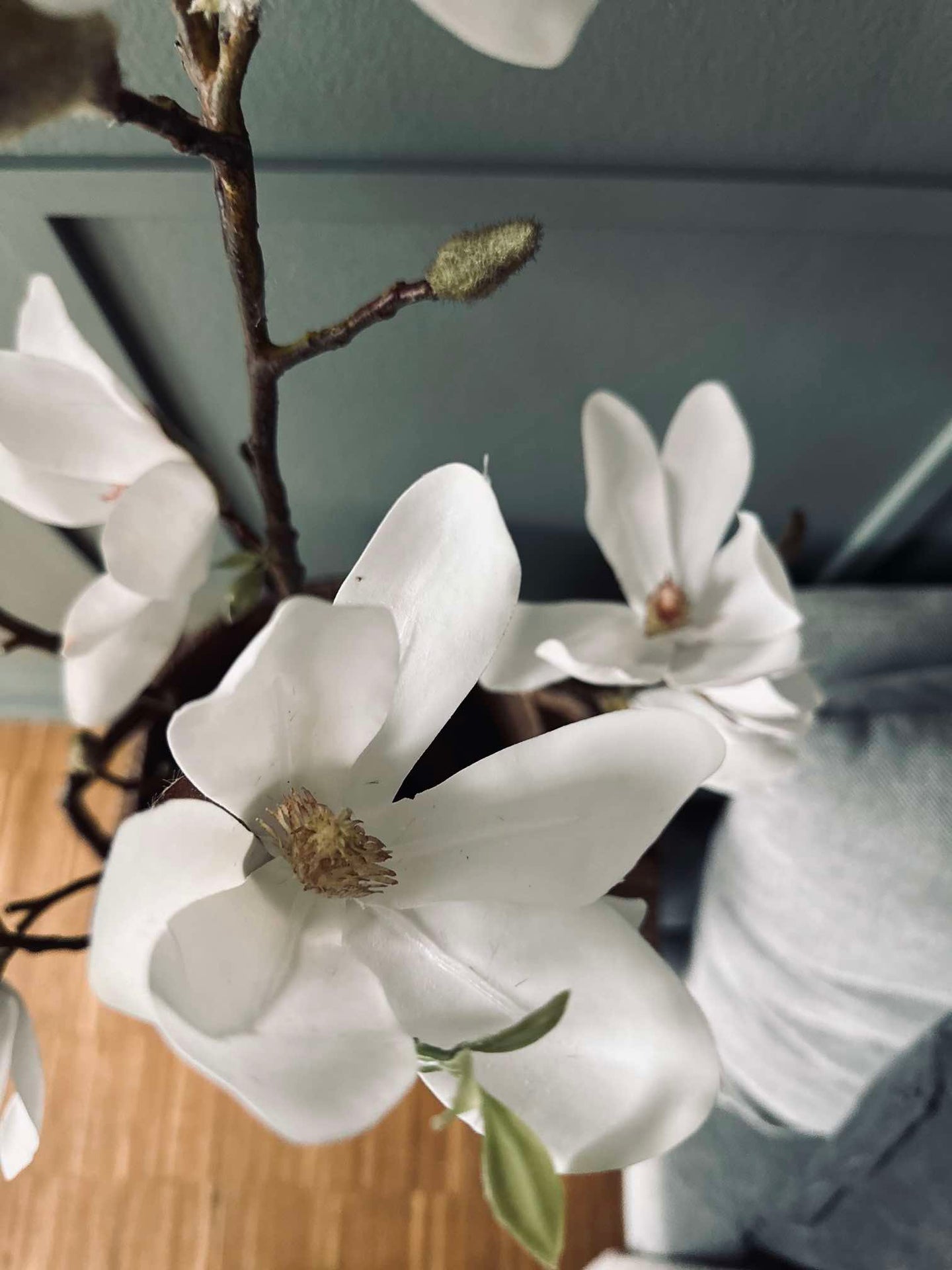 Magnoliatre i potte - 70 cm Hvit