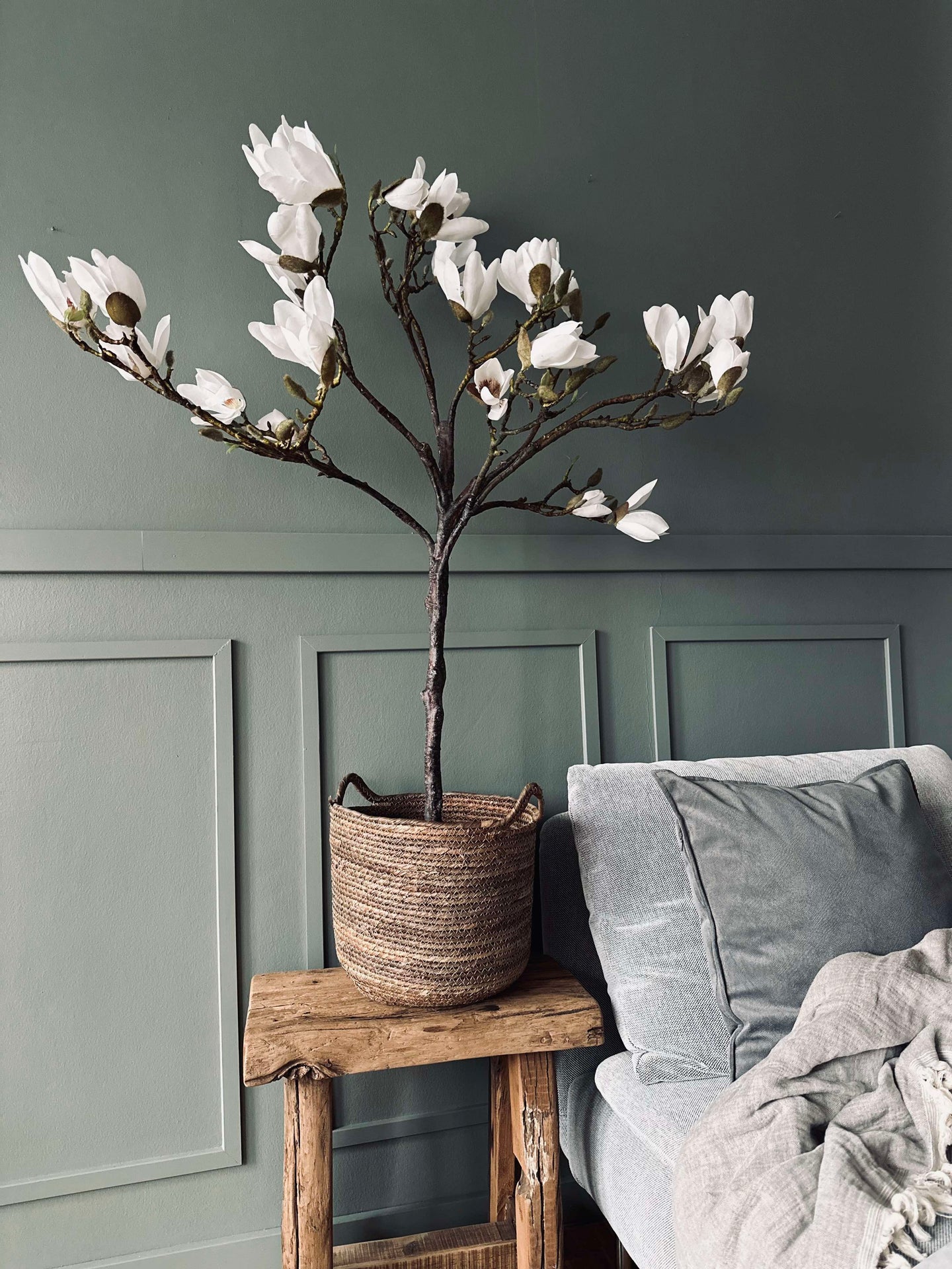 Magnoliatre i potte - 120 cm Hvit