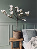 Magnoliatre i potte - 120 cm Hvit