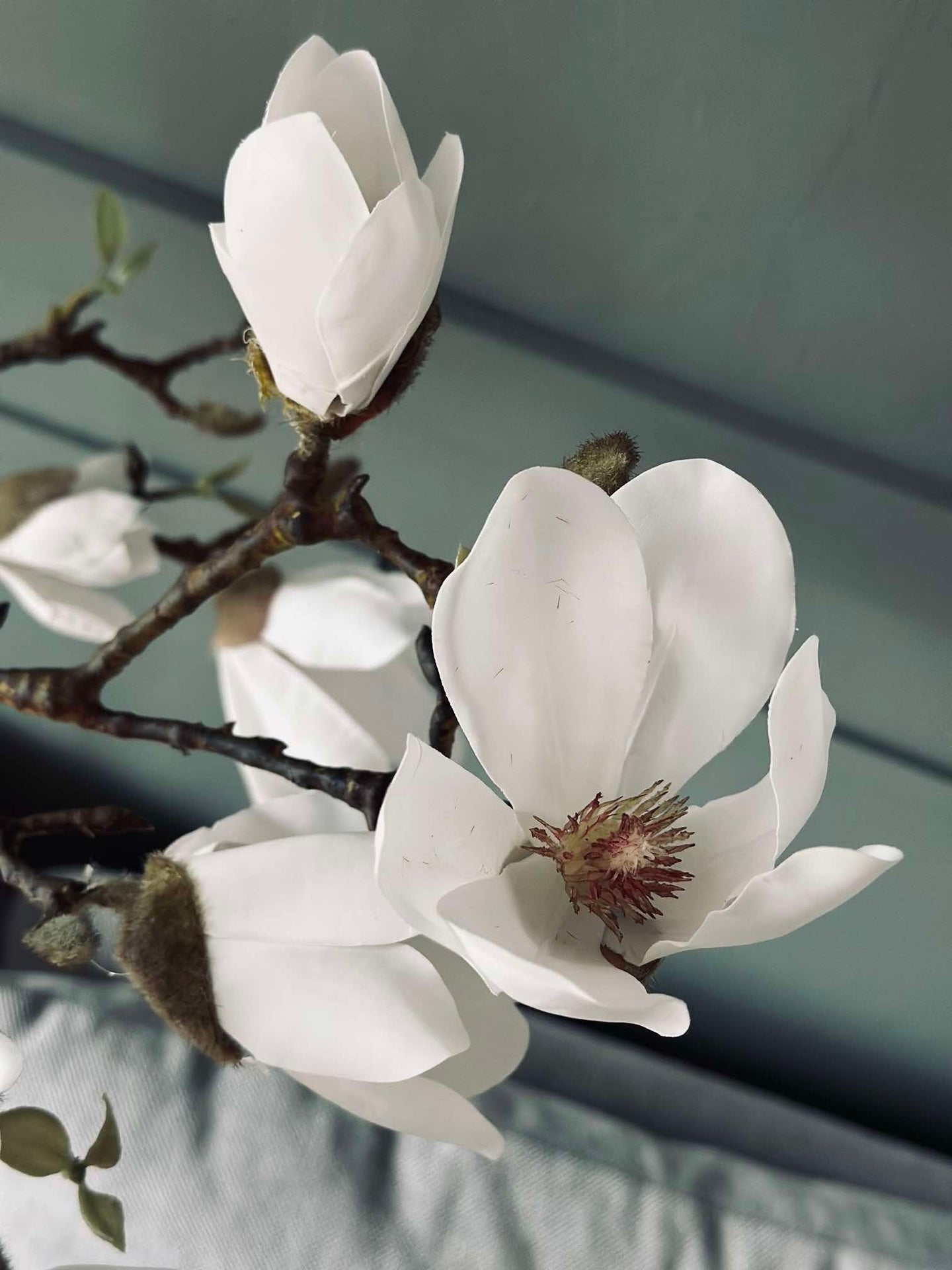 Magnoliatre i potte - 120 cm Hvit