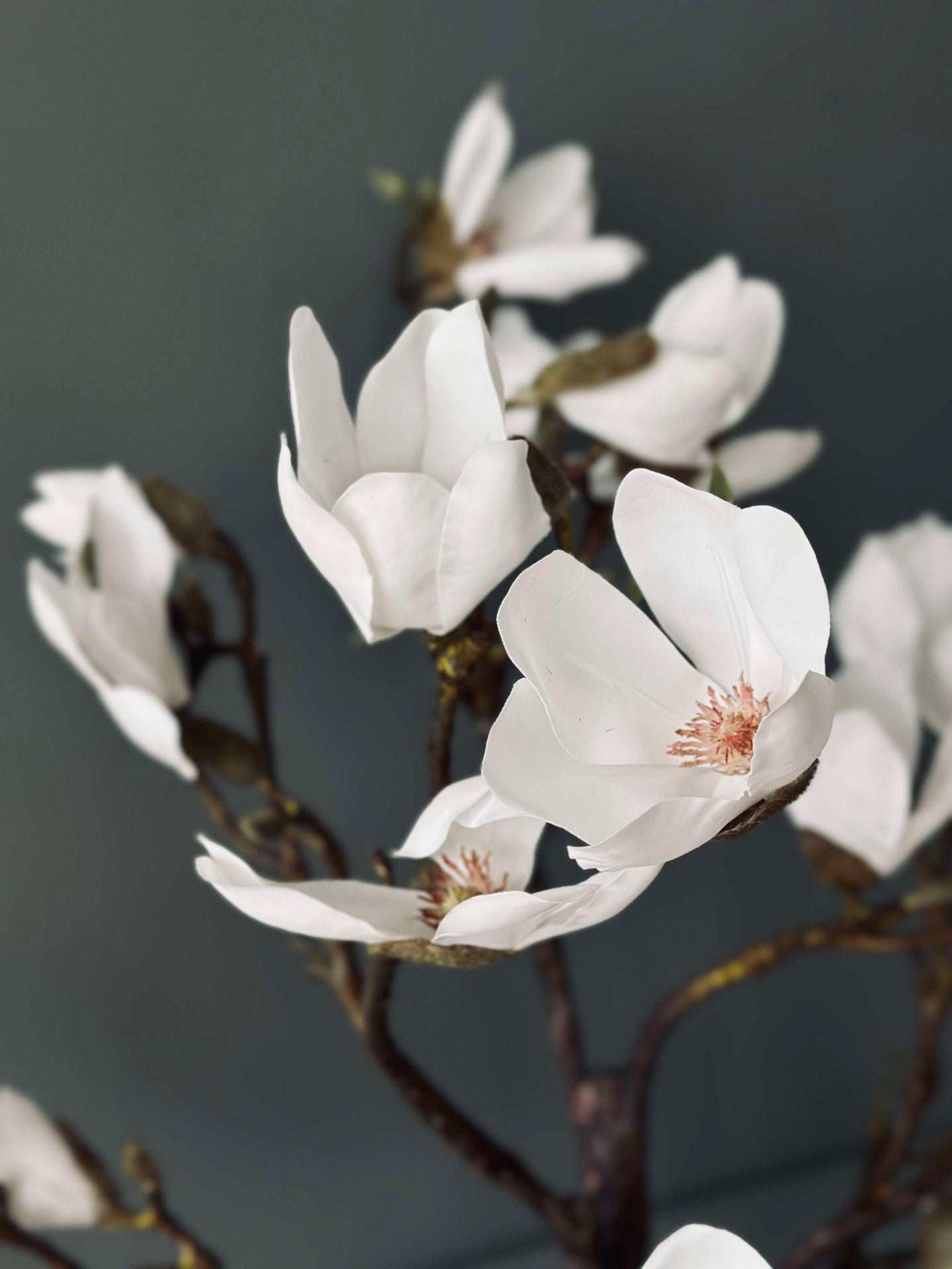 Magnoliatre i potte - 120 cm Hvit