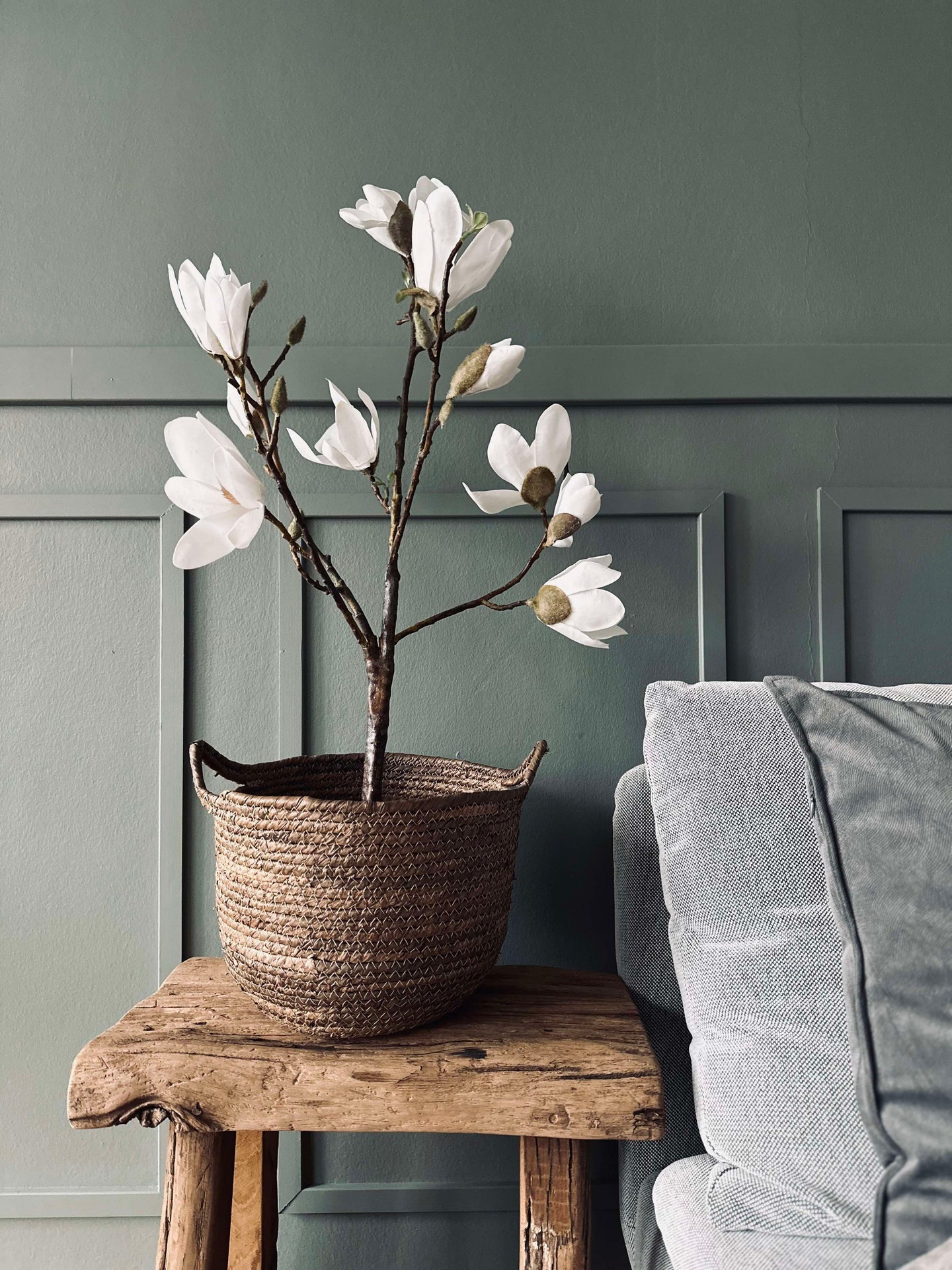 Magnoliatre i potte - 70 cm Hvit
