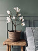 Magnoliatre i potte - 70 cm Hvit