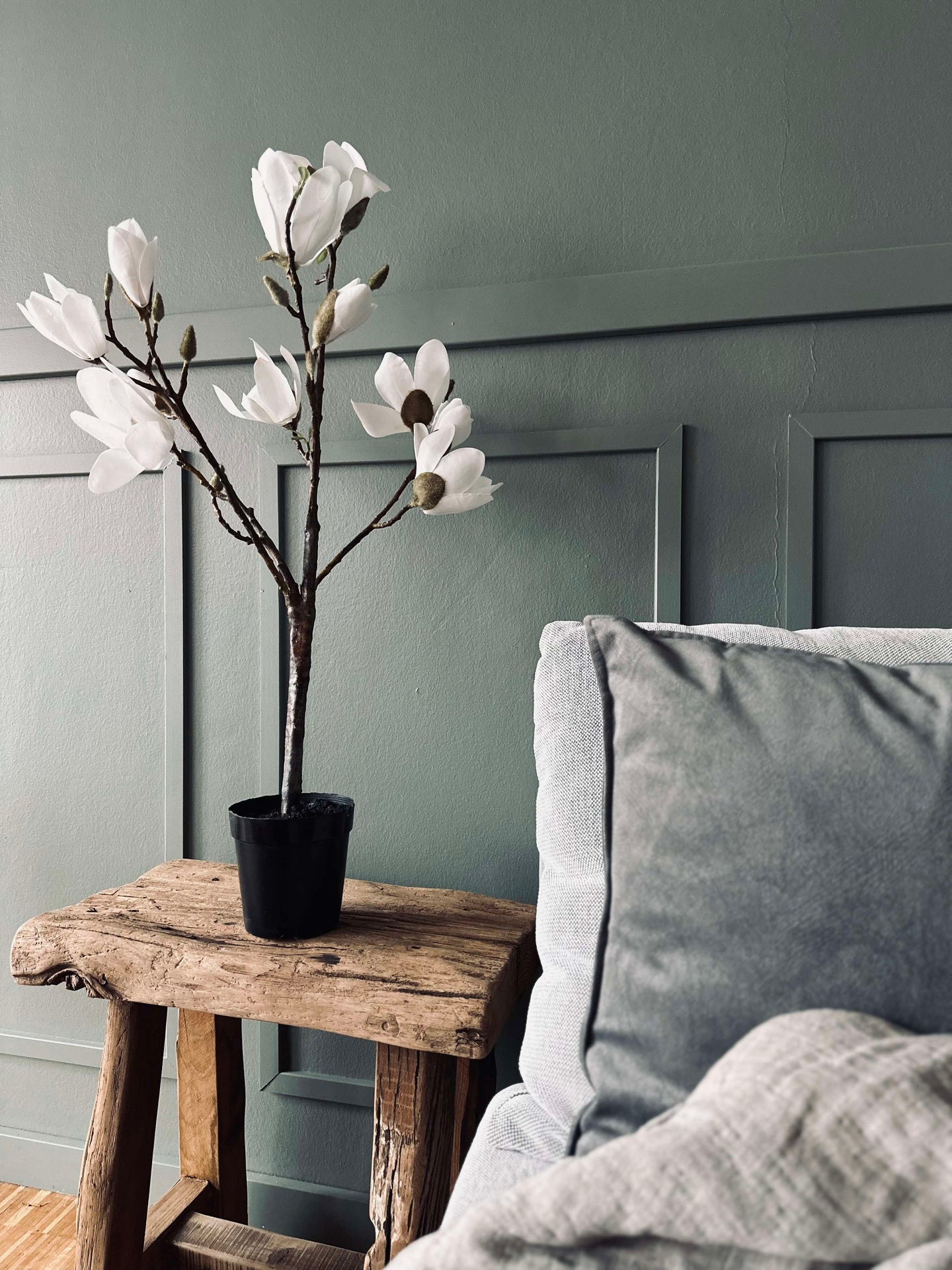 Magnoliatre i potte - 70 cm Hvit