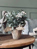 Blomst med snøbær