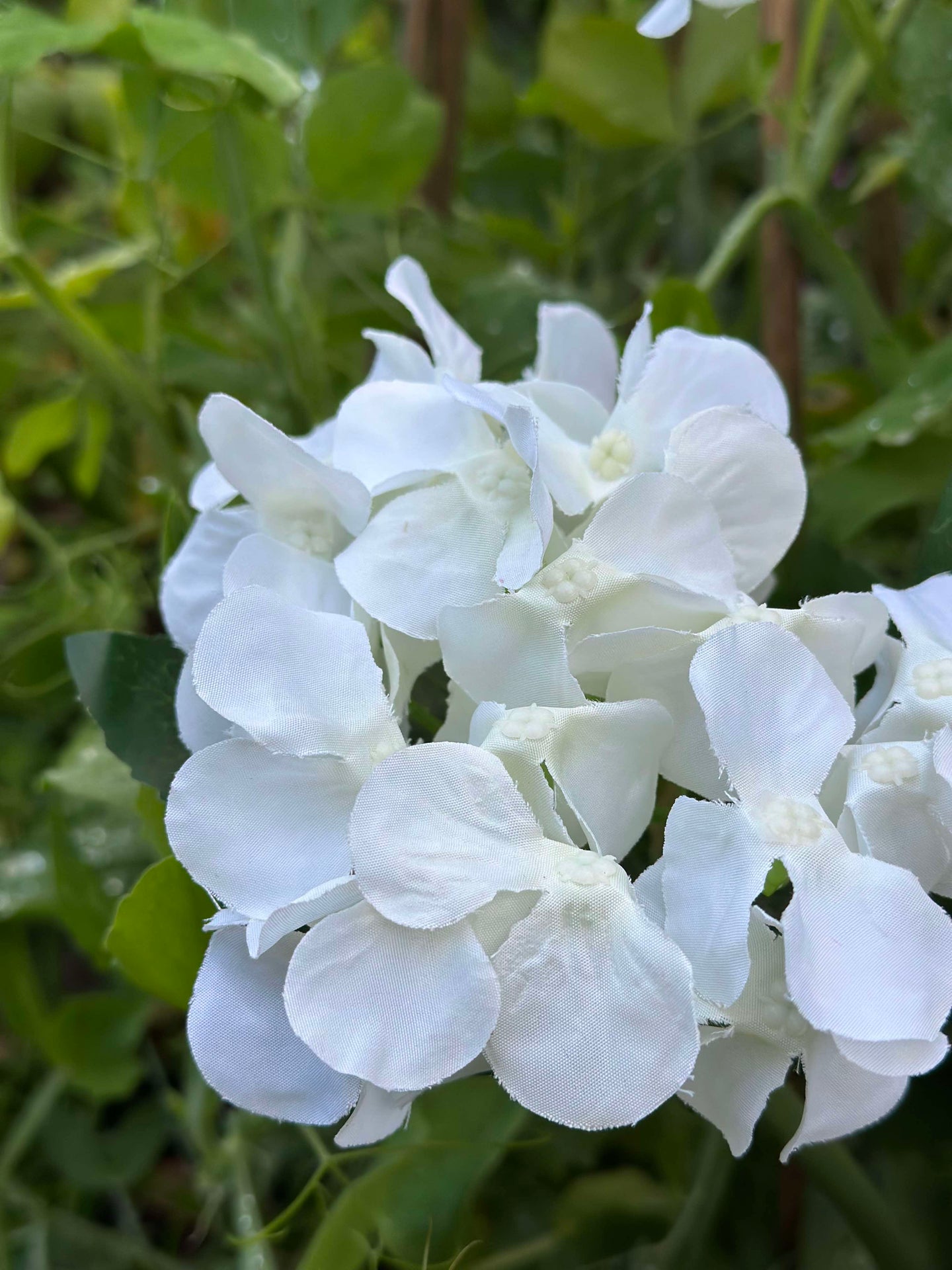 Hortensia med solceller - Hvit