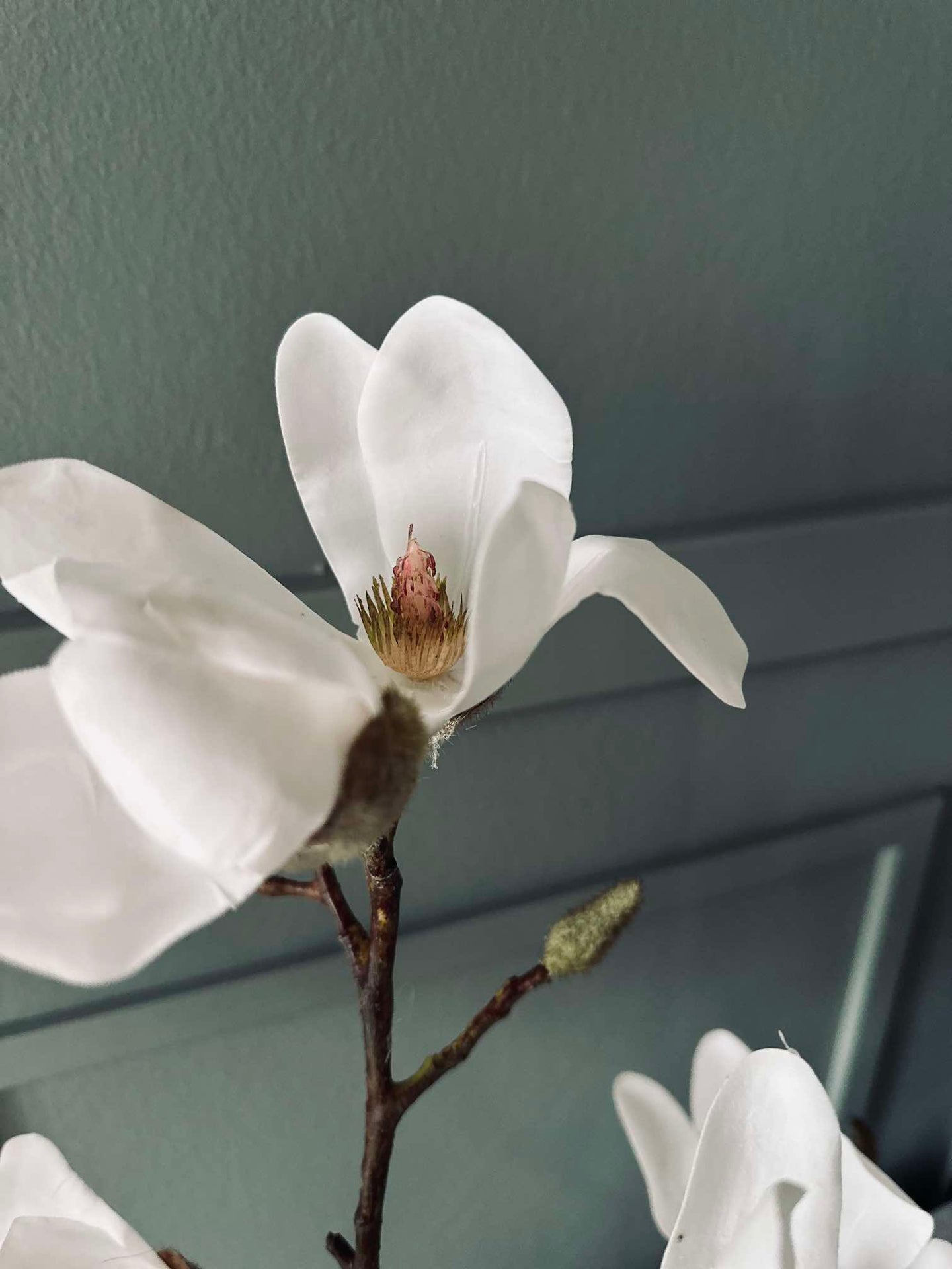 Magnoliatre i potte - 70 cm Hvit