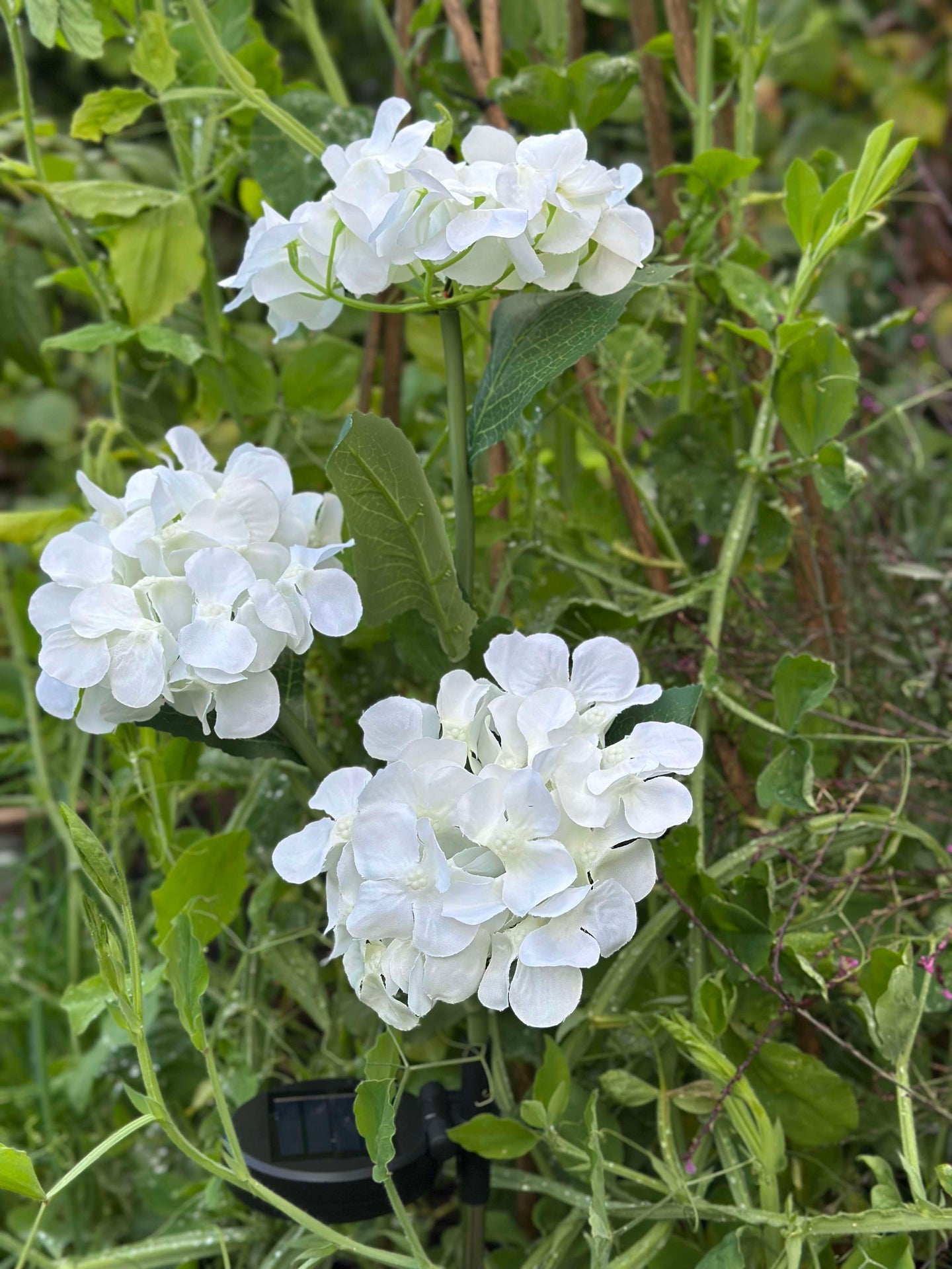 Hortensia med solceller - Hvit