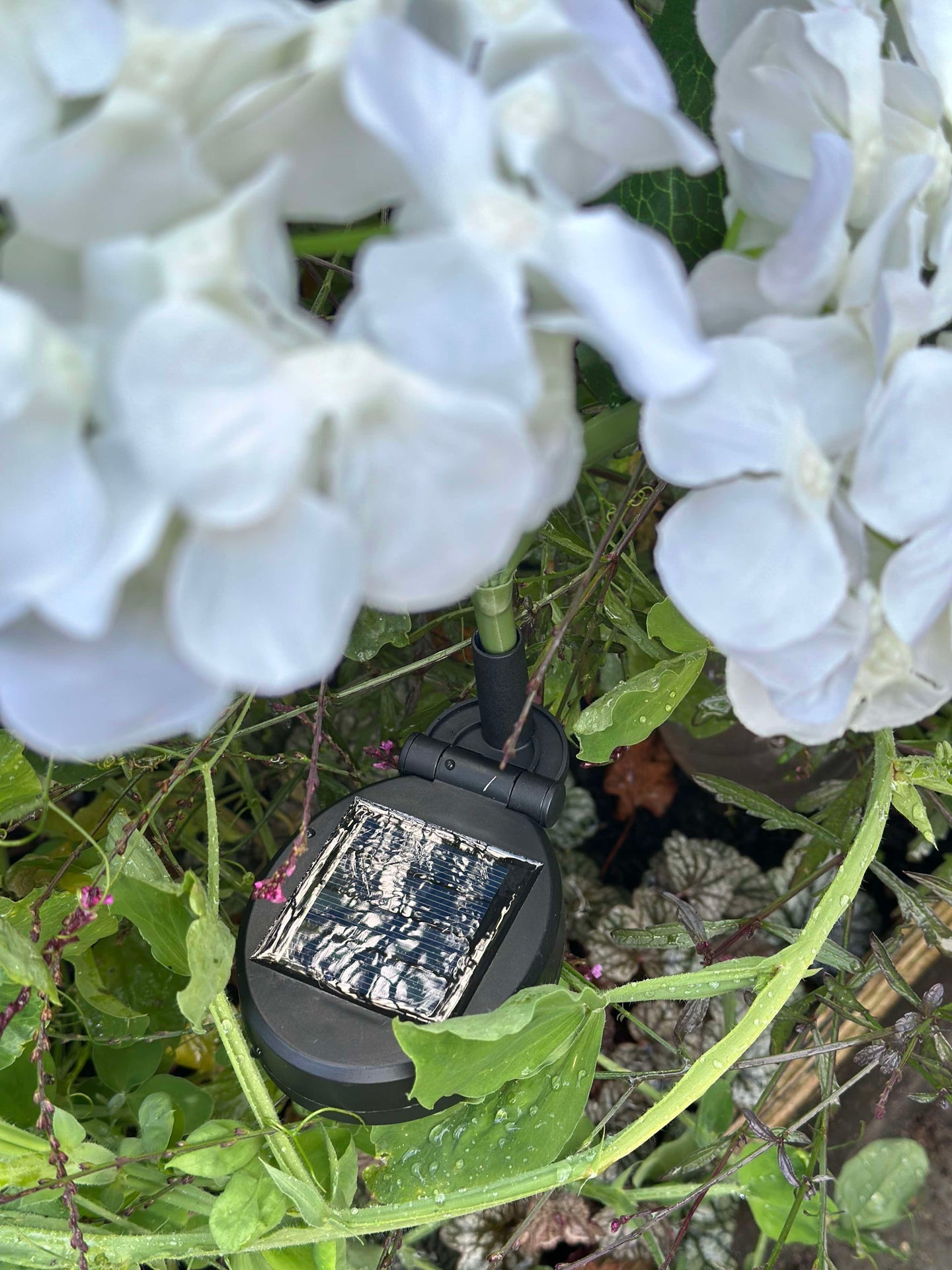 Hortensia med solceller - Hvit