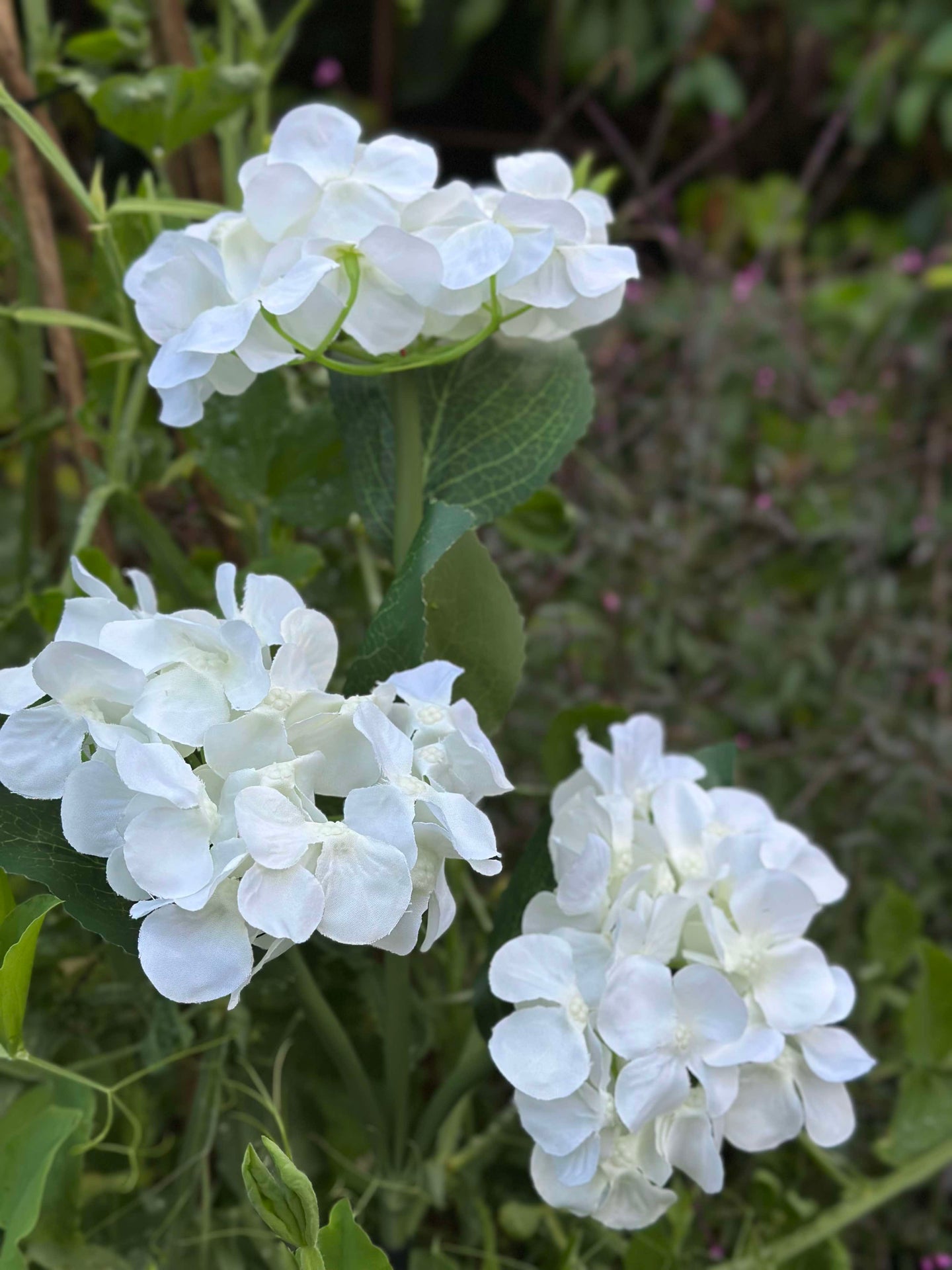 Hortensia med solceller - Hvit