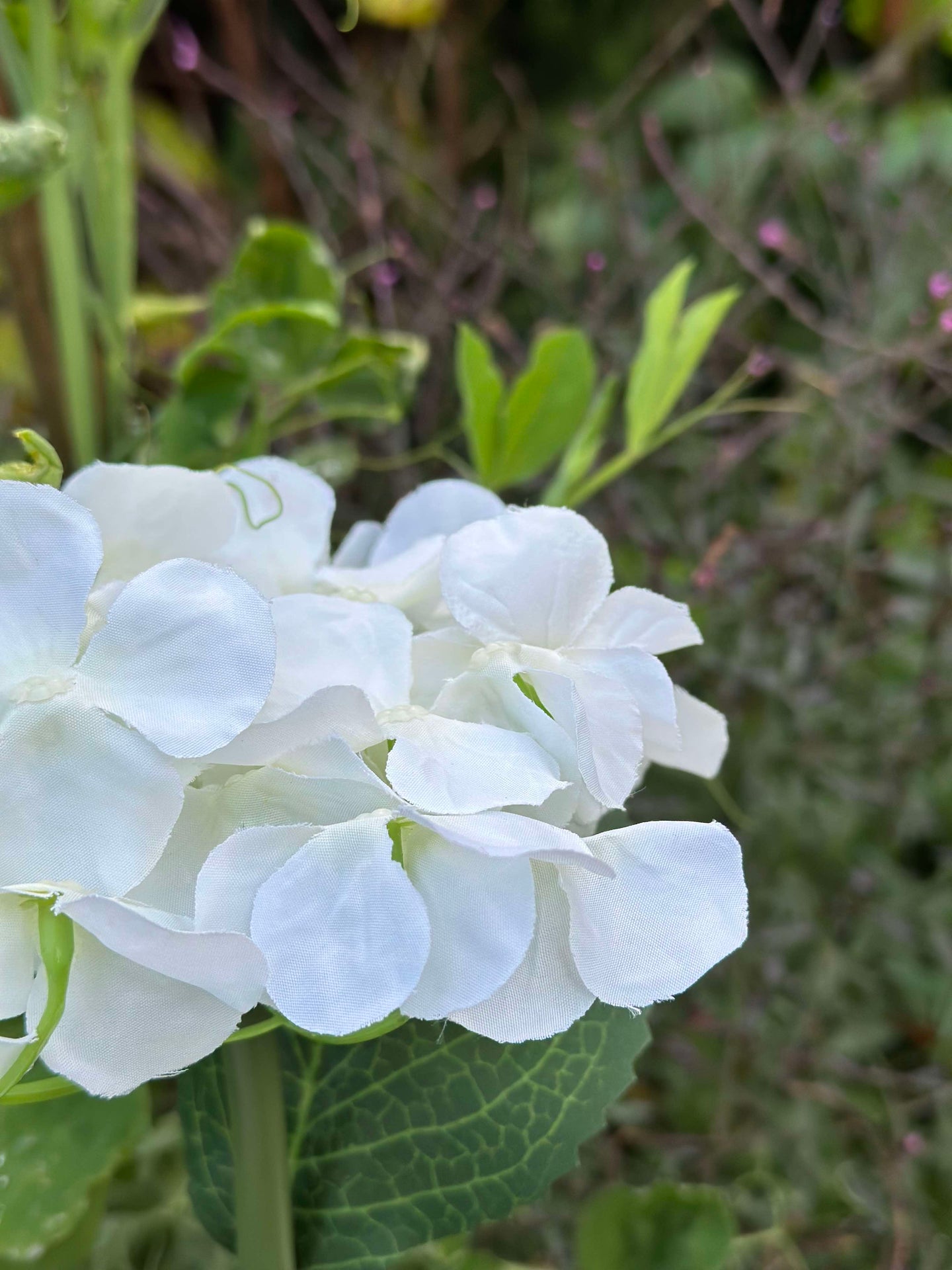 Hortensia med solceller - Hvit
